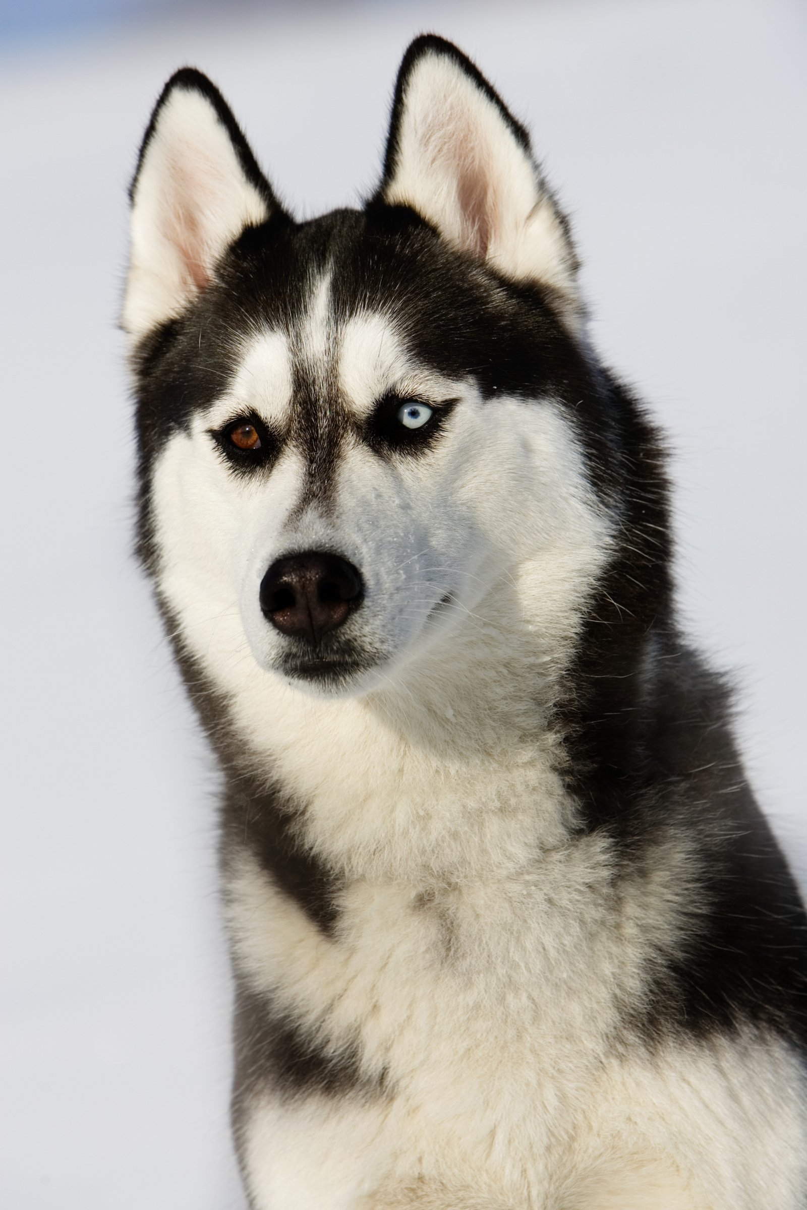 husky szem