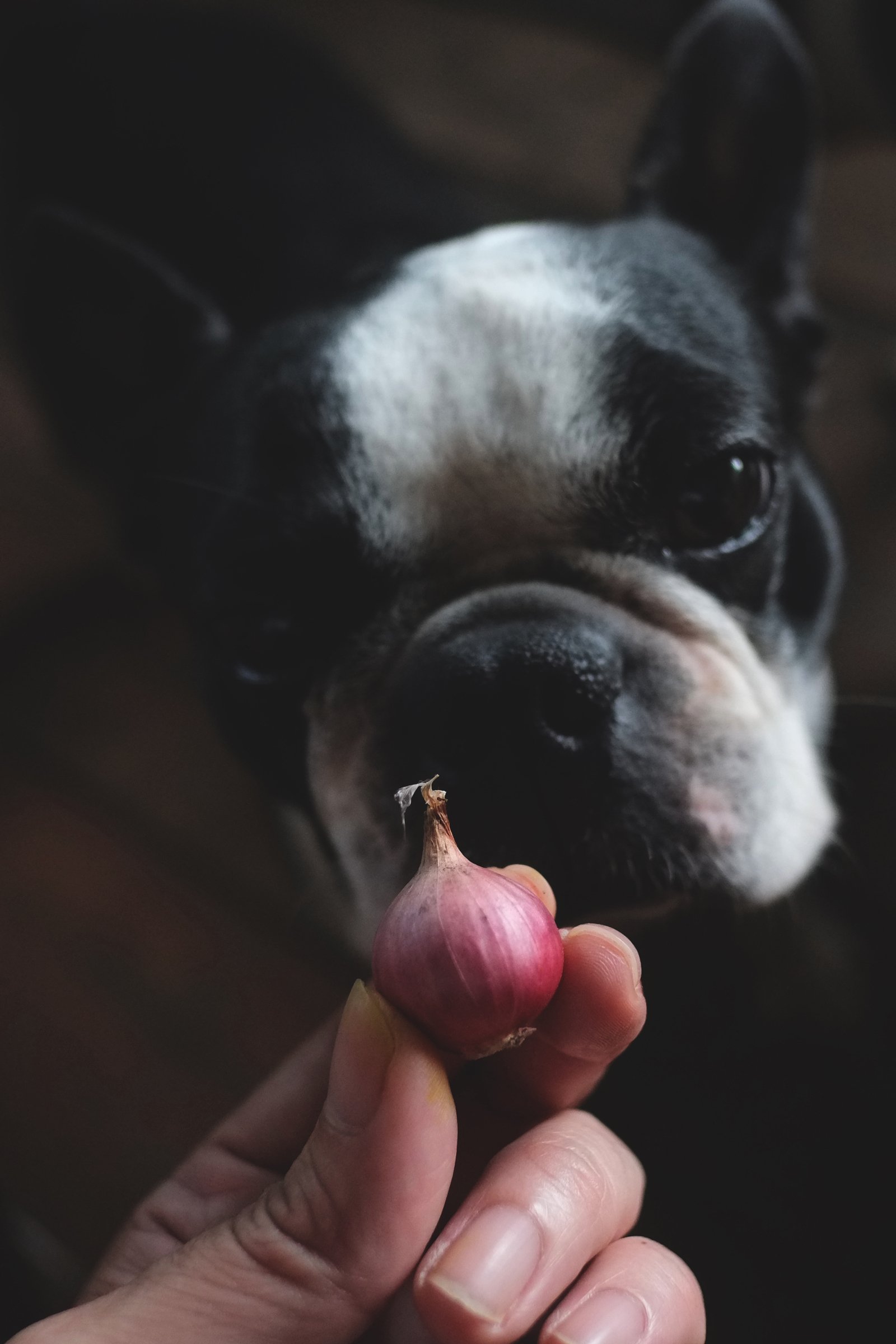 boston terrier hagyma