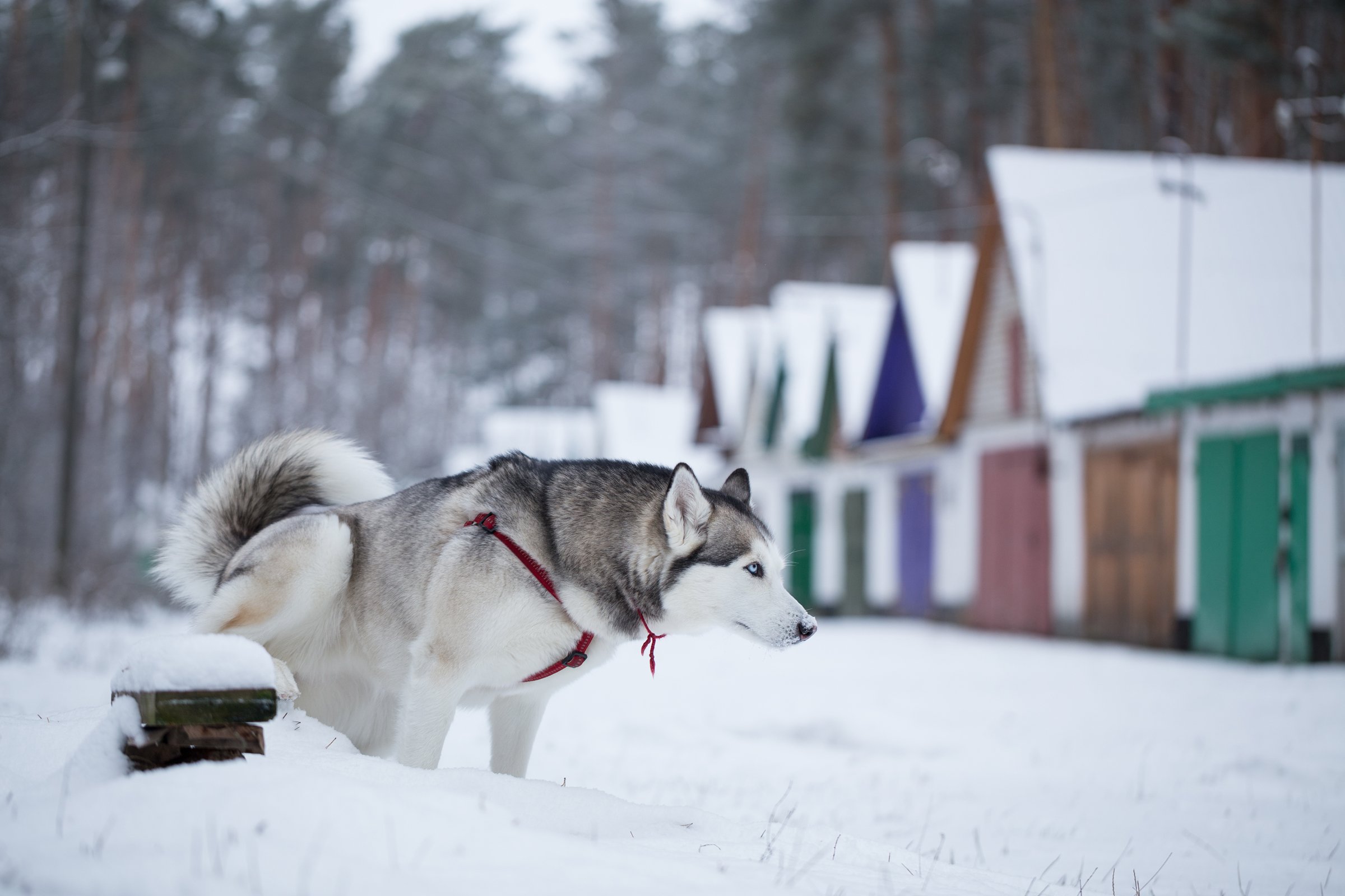 husky pisil hó