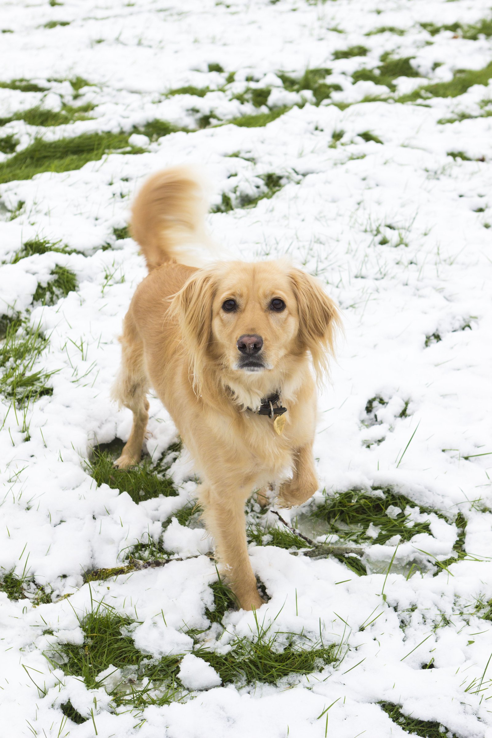 labrador tél hideg séta természet