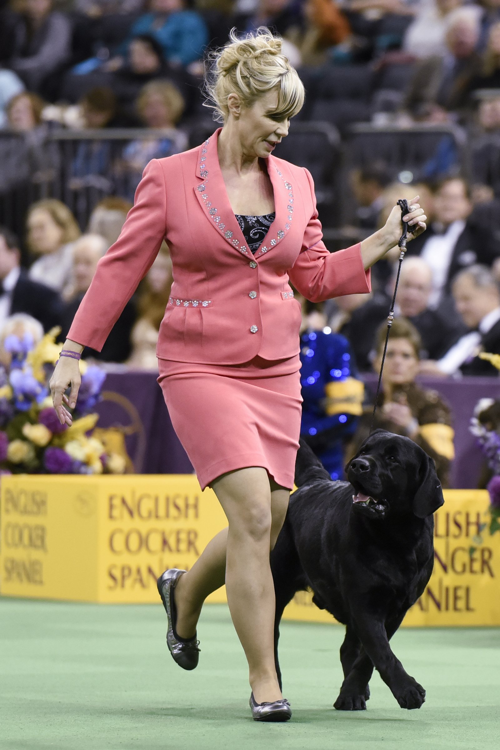 labrador show