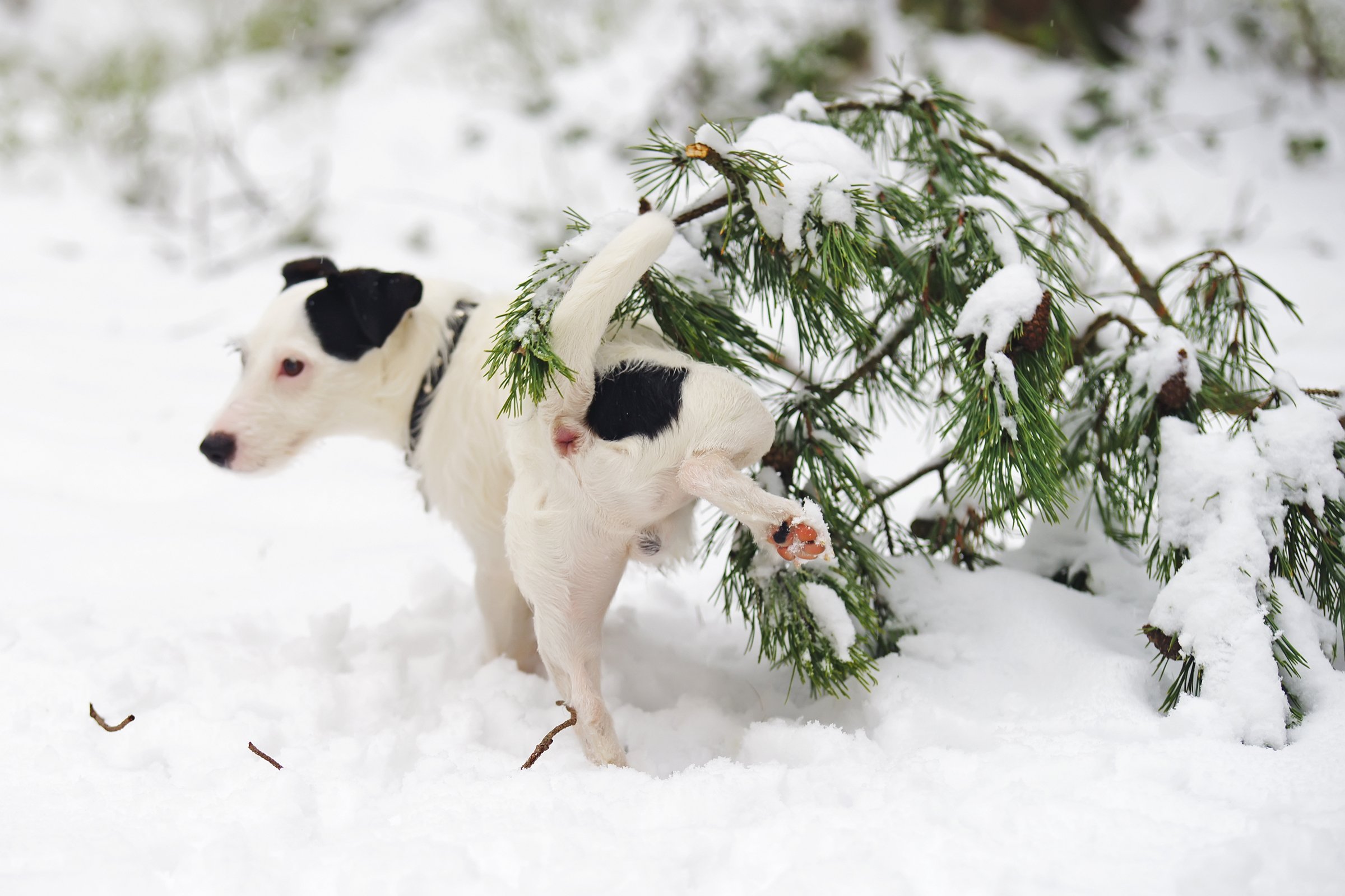Jack Russell Terrier pisil