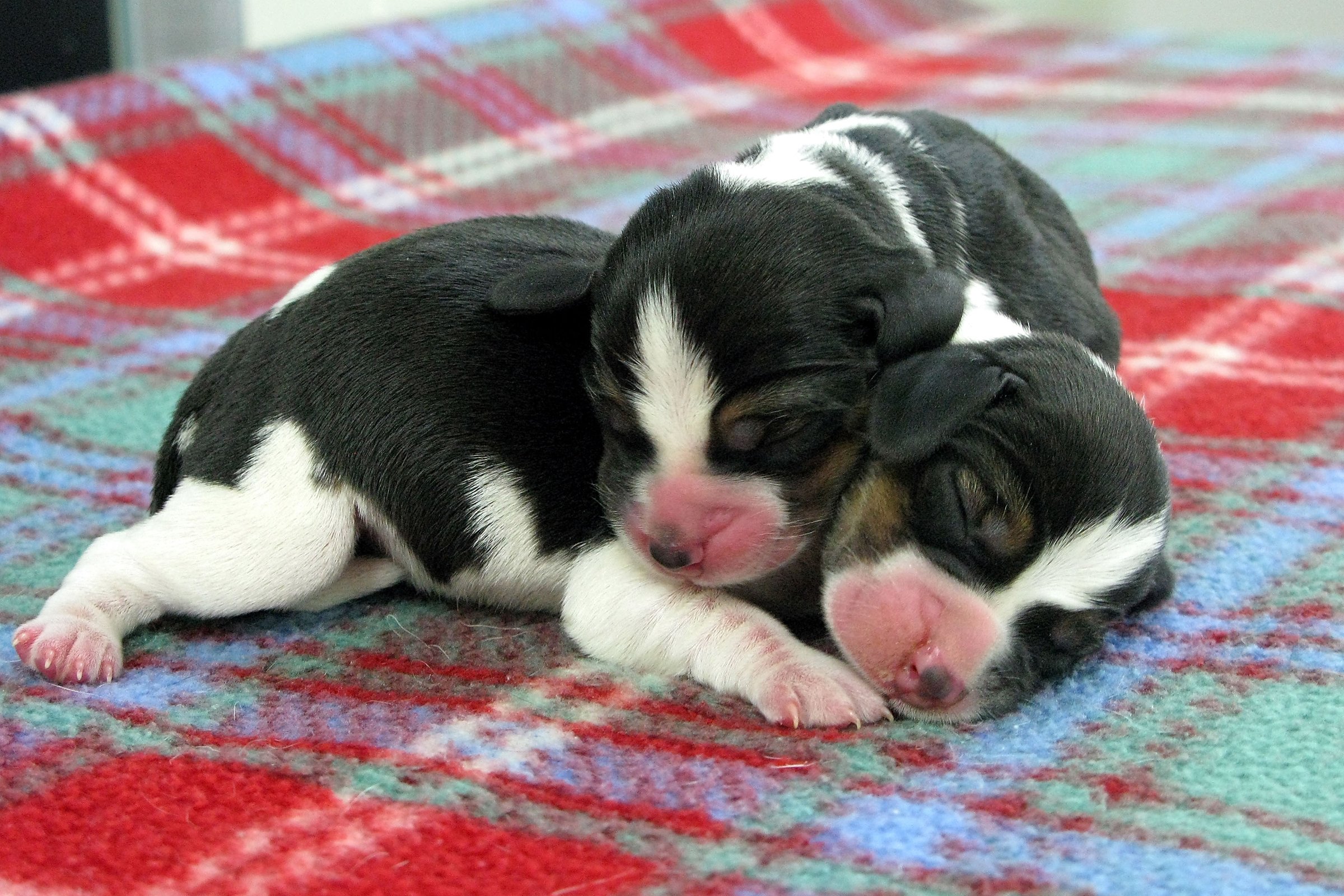 beagle klón