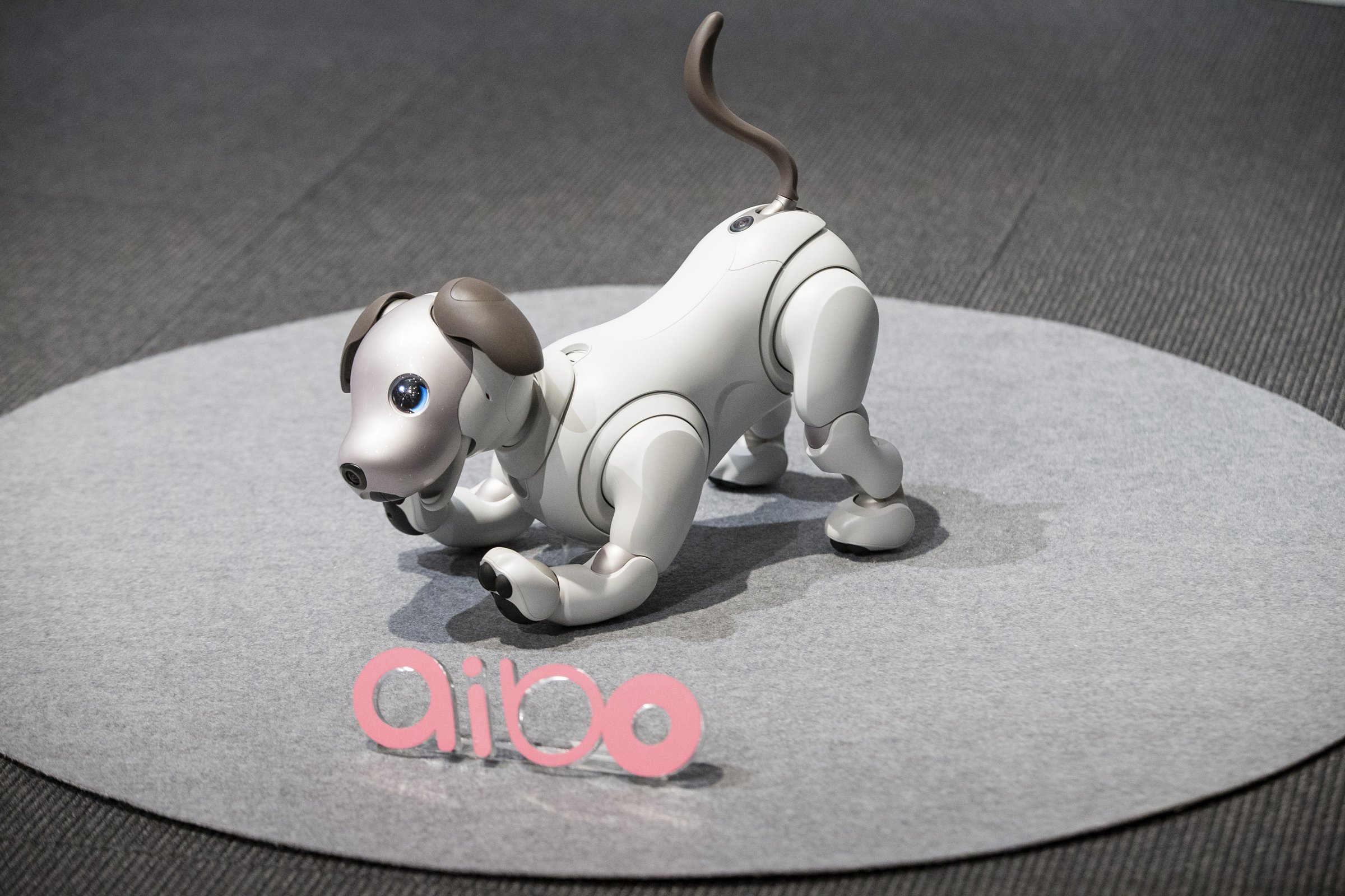 AIBO robot kutya