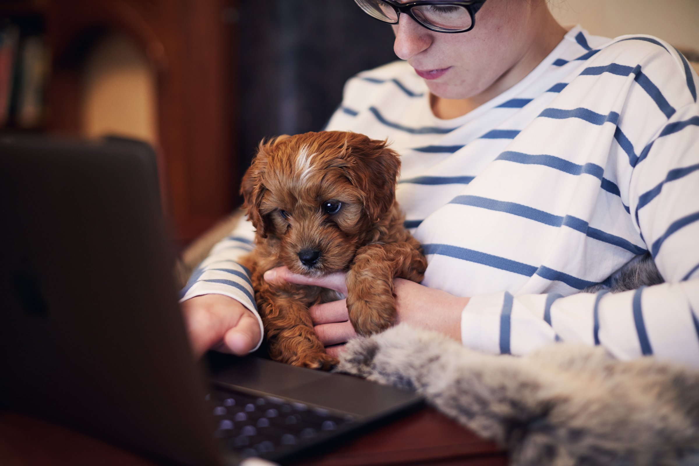 home office kiskutya
