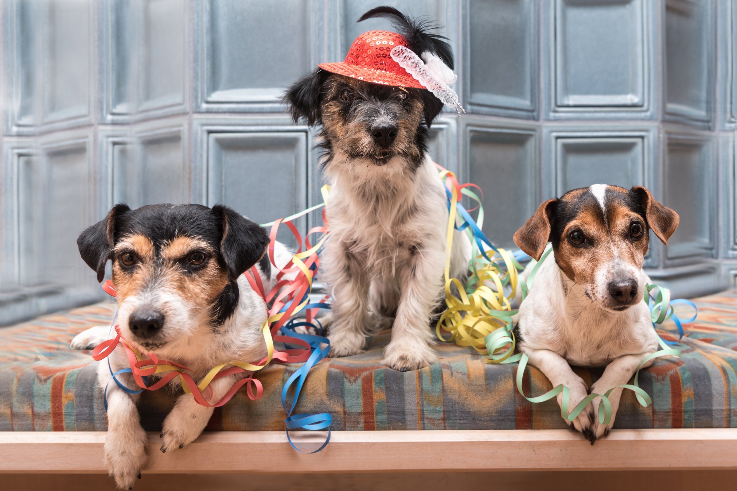 jack russell terrier buli