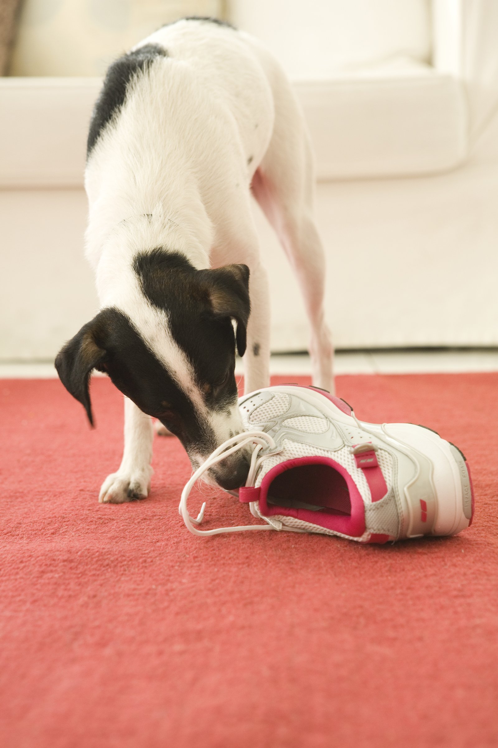 Jack Russell cipőt rág