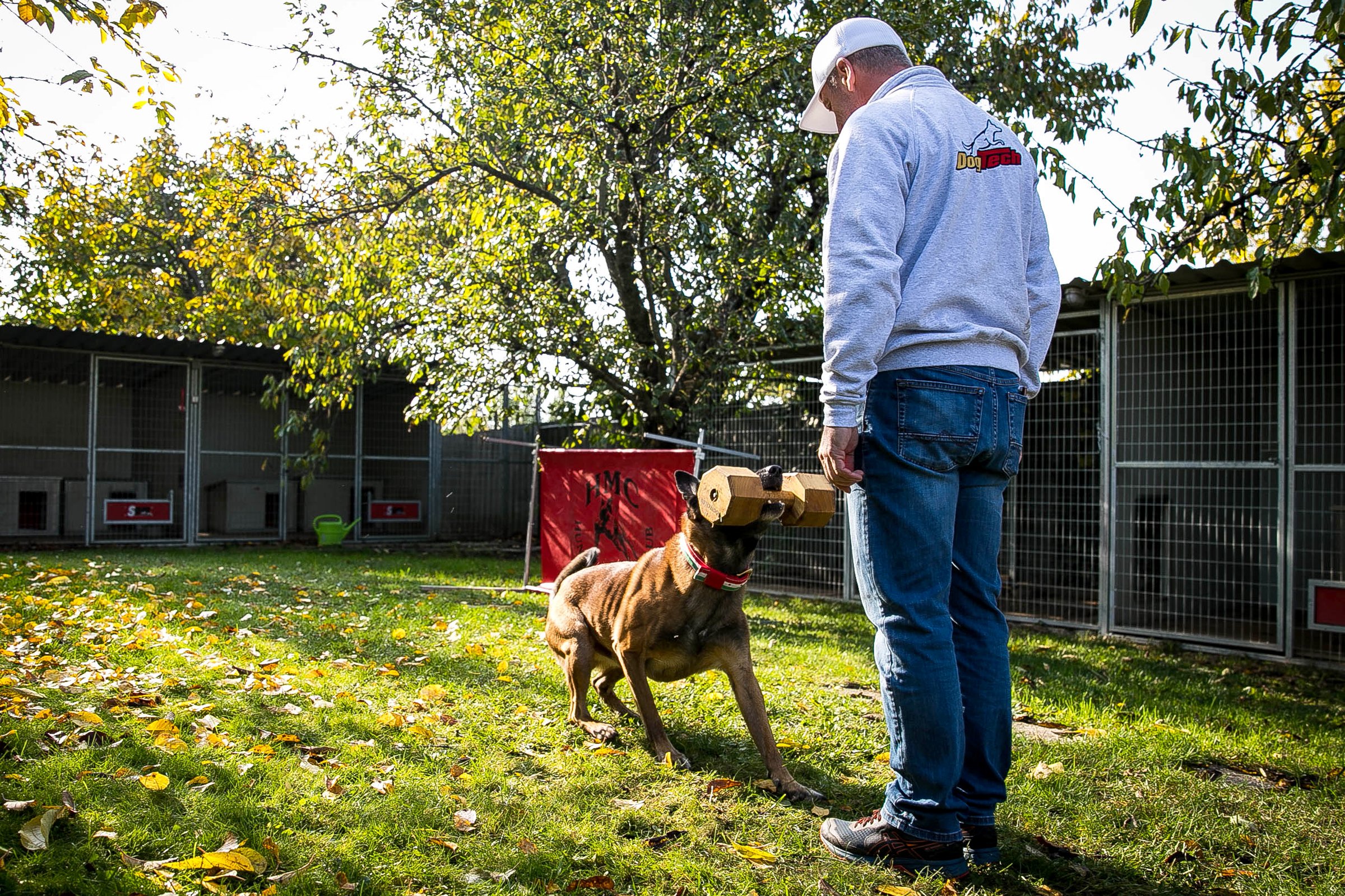 Kivágó Arnold és Lito malinois