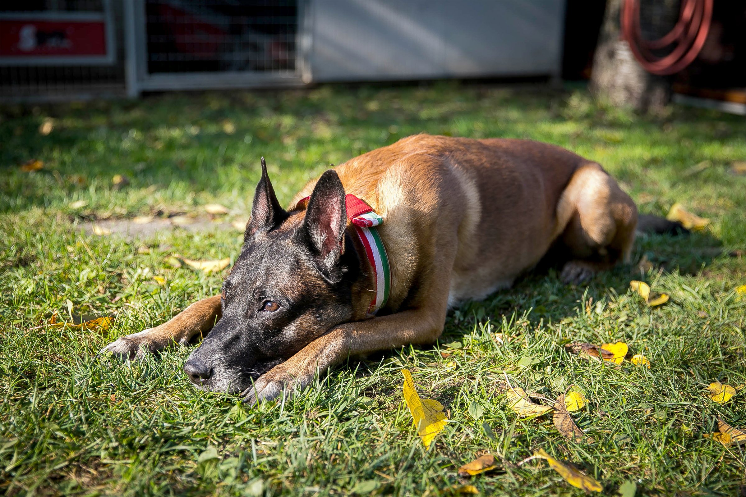 Lito malinois fekszik