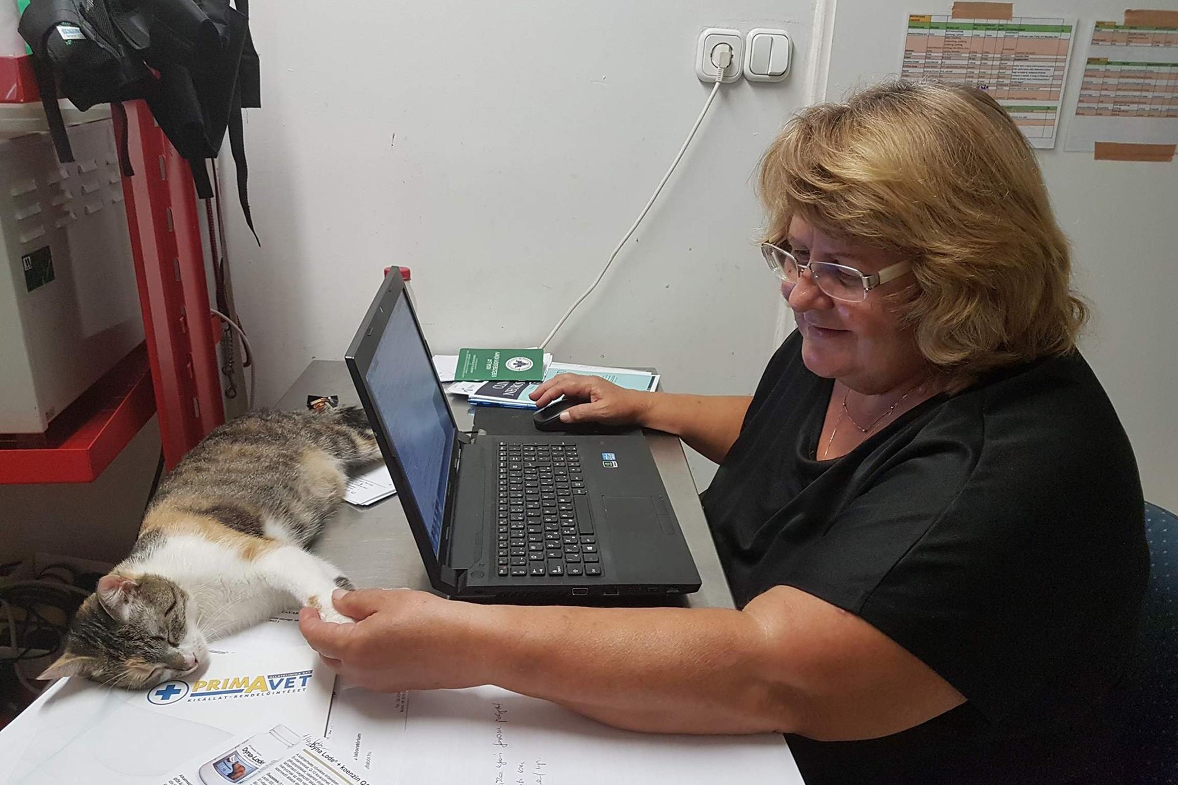 Dr. Kiss Gabriella macska