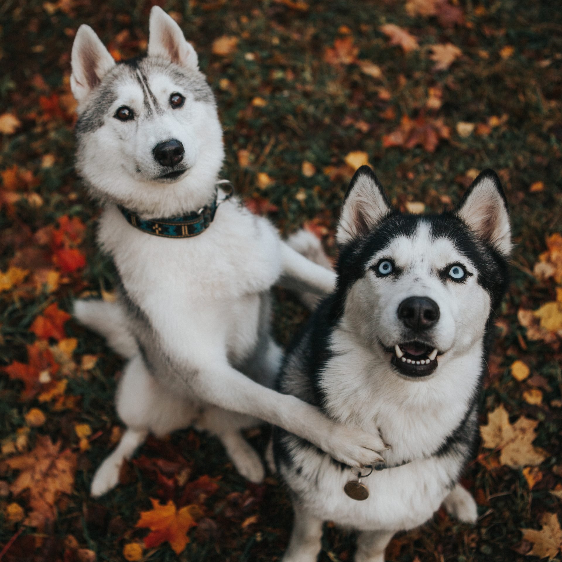 2020_11_olelkezo-husky-k-kocka-scaled.jpg