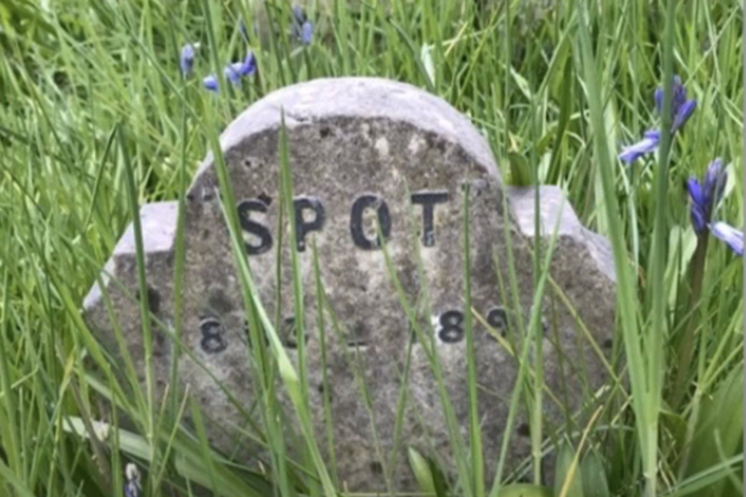 spot