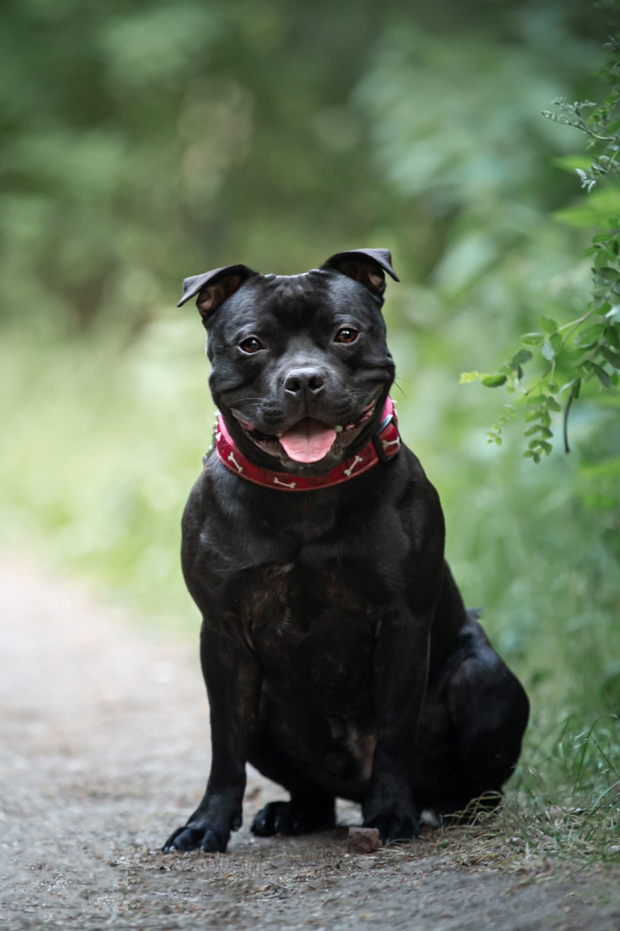 2020_11_staffordshire-bullterrier-vertik-scaled.jpg
