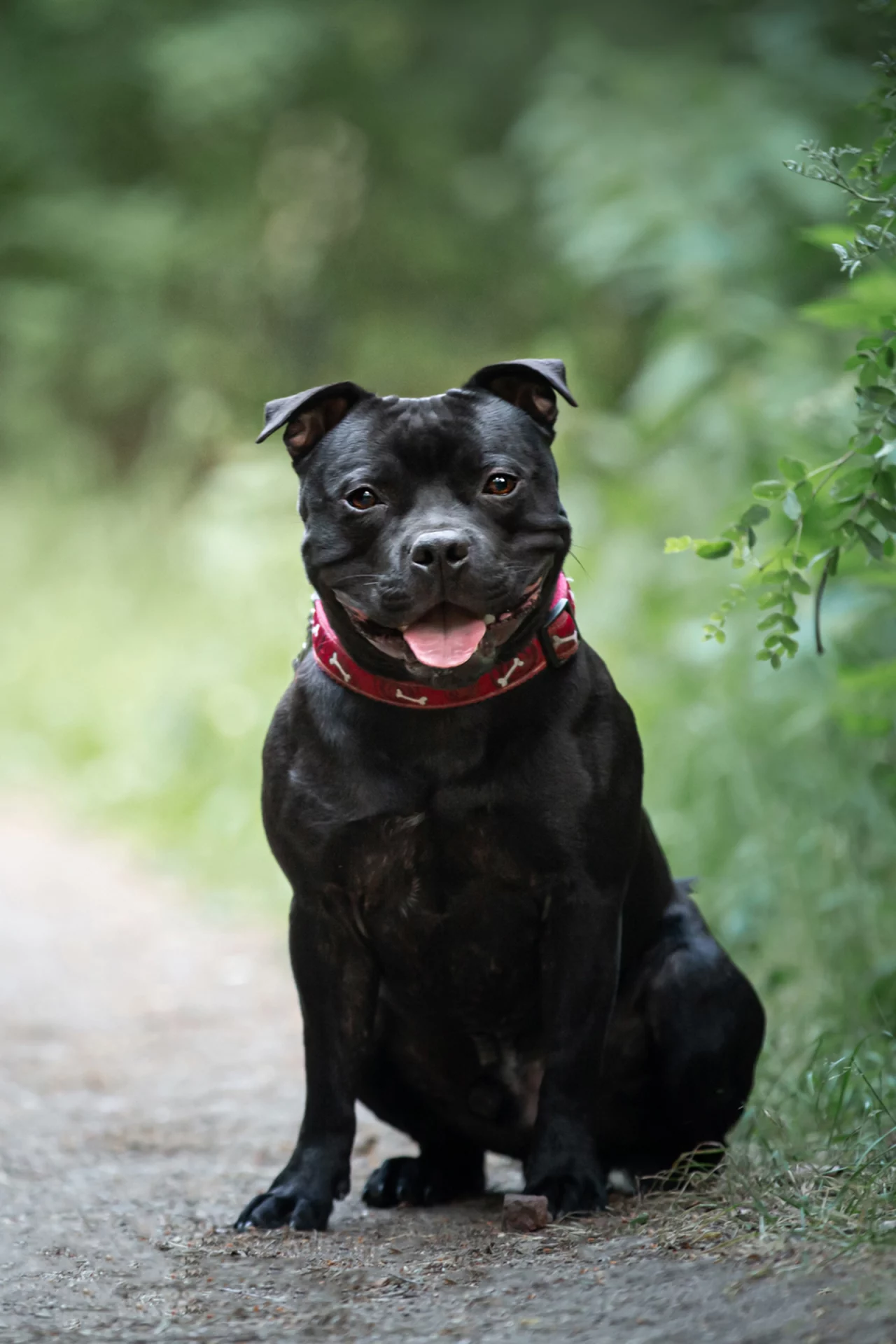 2020_11_staffordshire-bullterrier-vertik-scaled.webp