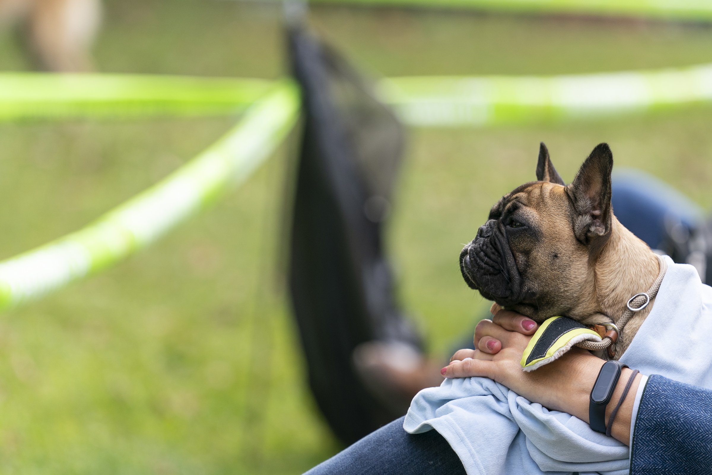francia bulldog fejkép