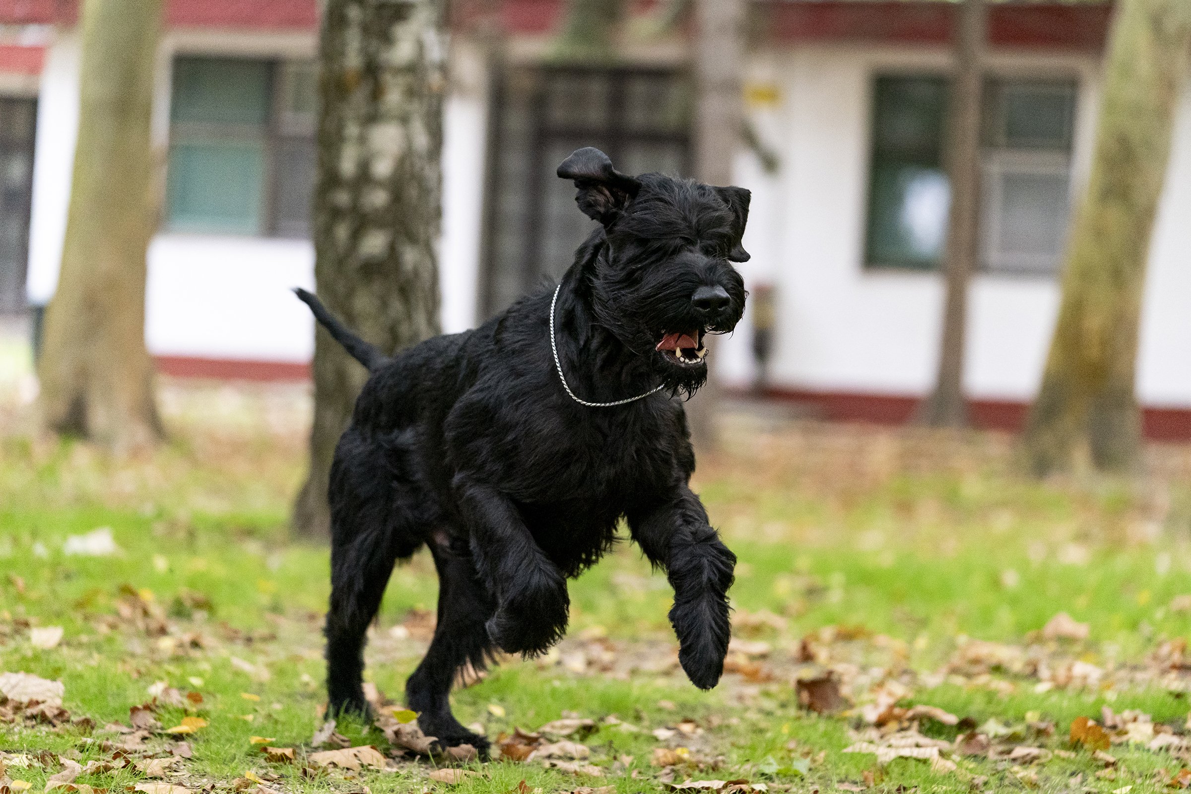 schnauzer fut