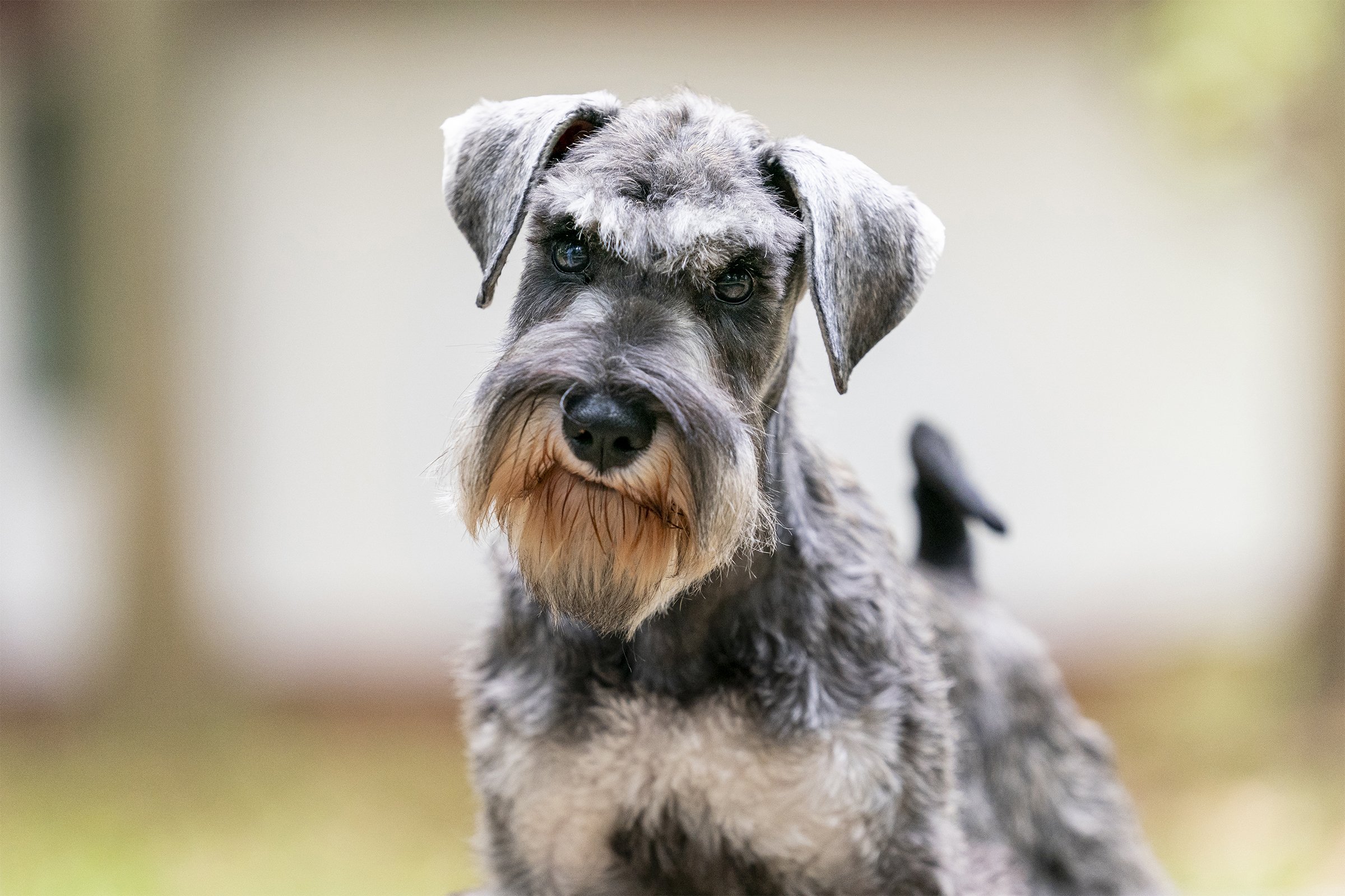 schnauzer fejkép