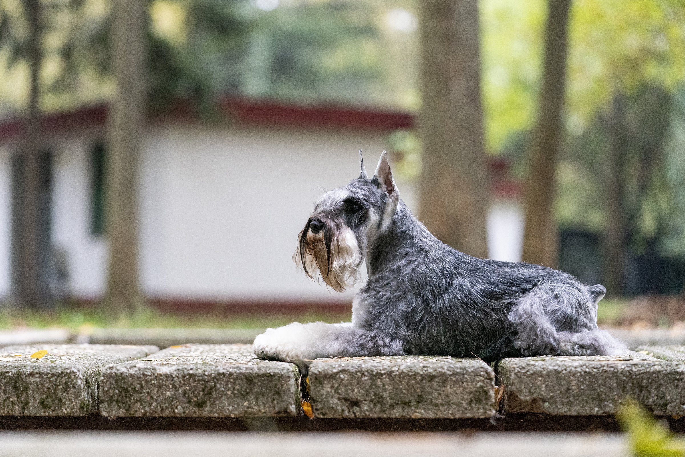 schnauzer fekszik