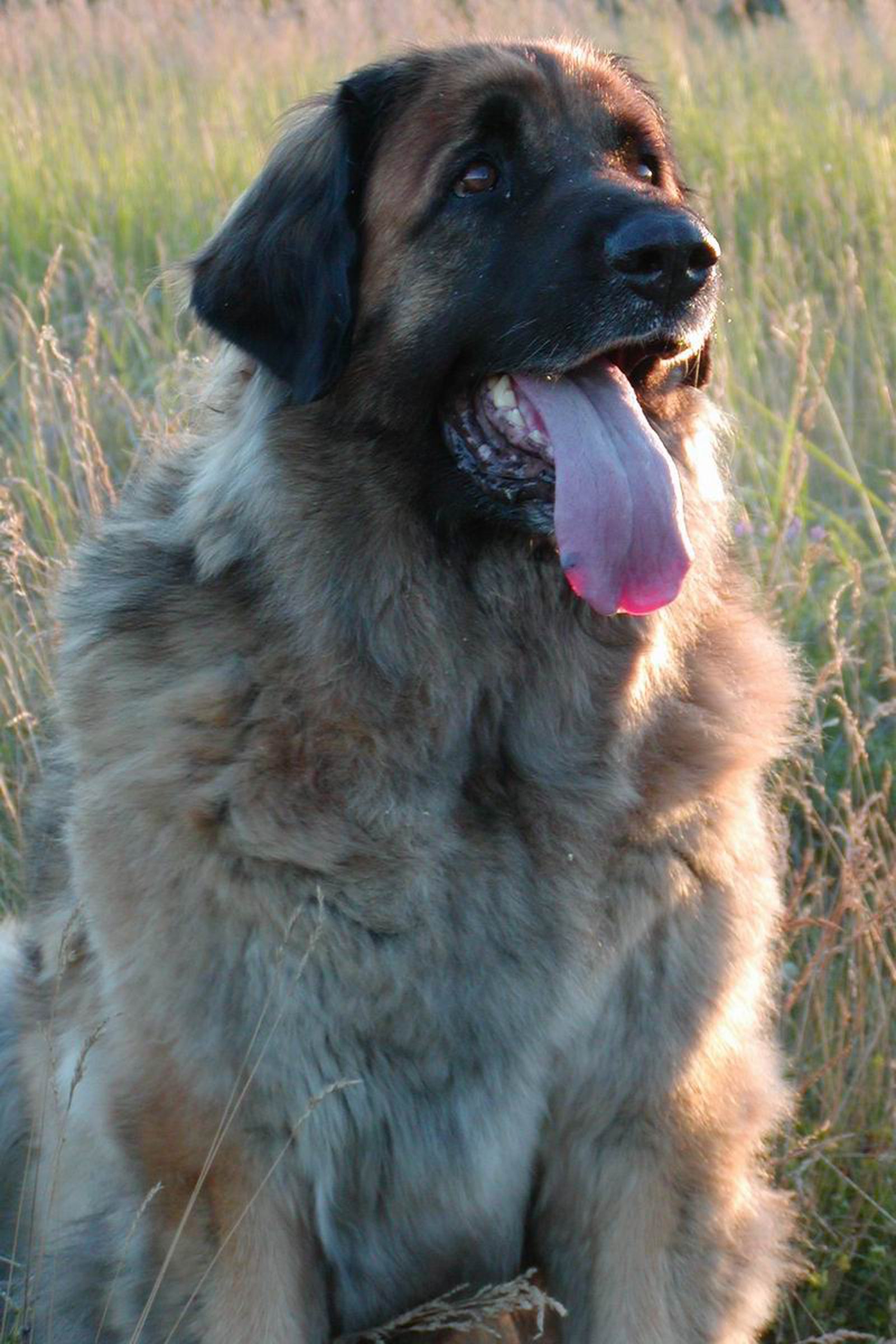 4 leonbergi