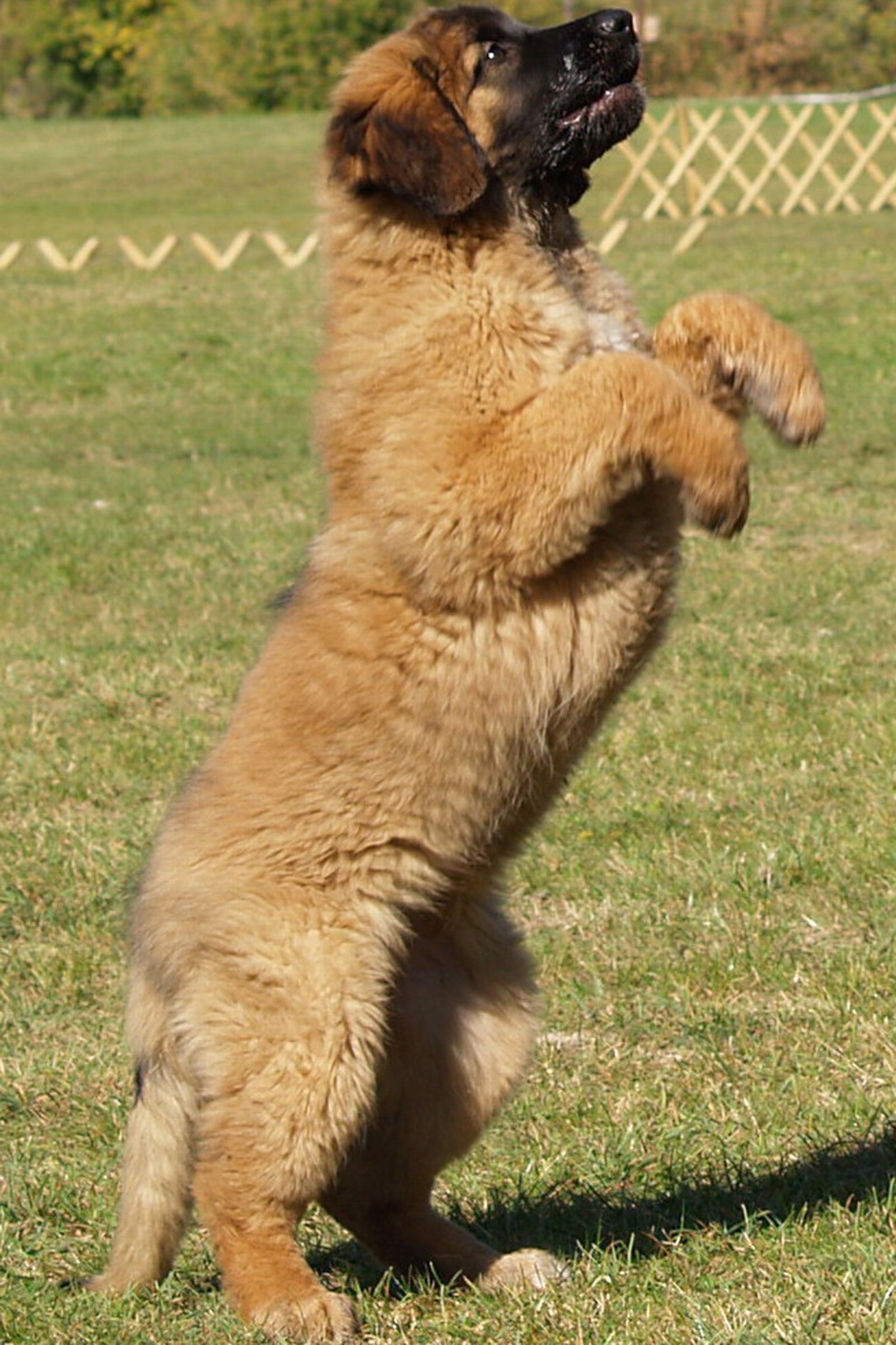 leonbergi kölyök 5