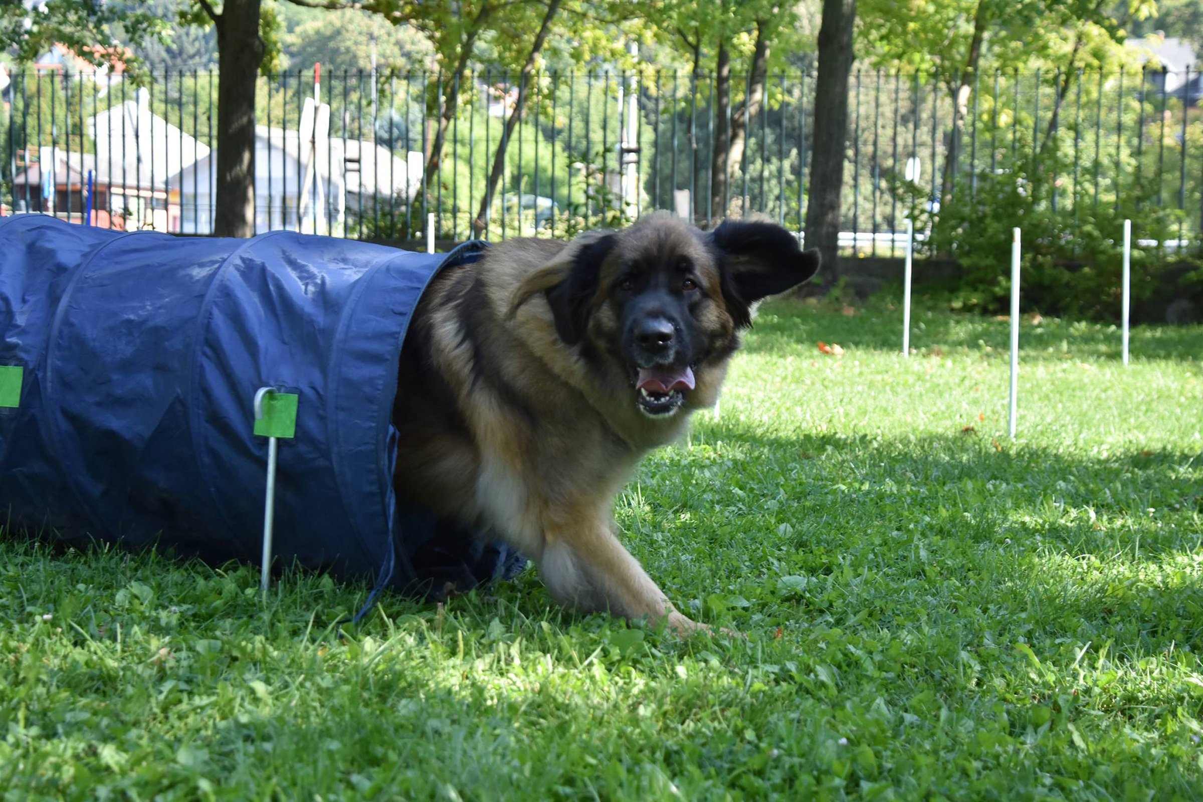 agility leonbergi