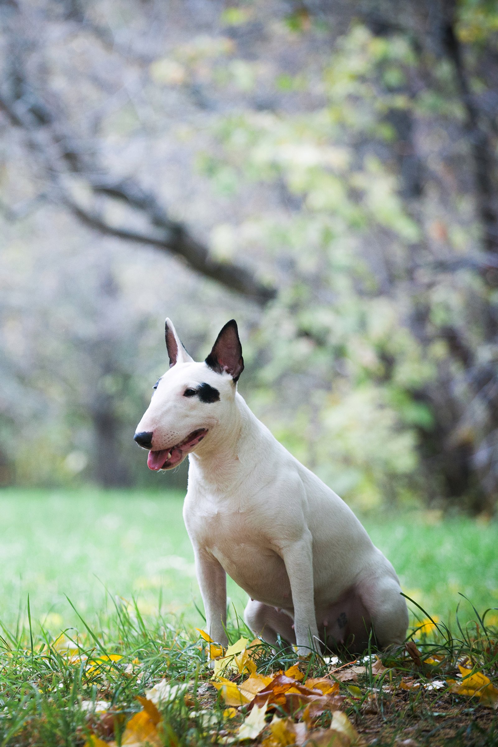 bullterrier 2