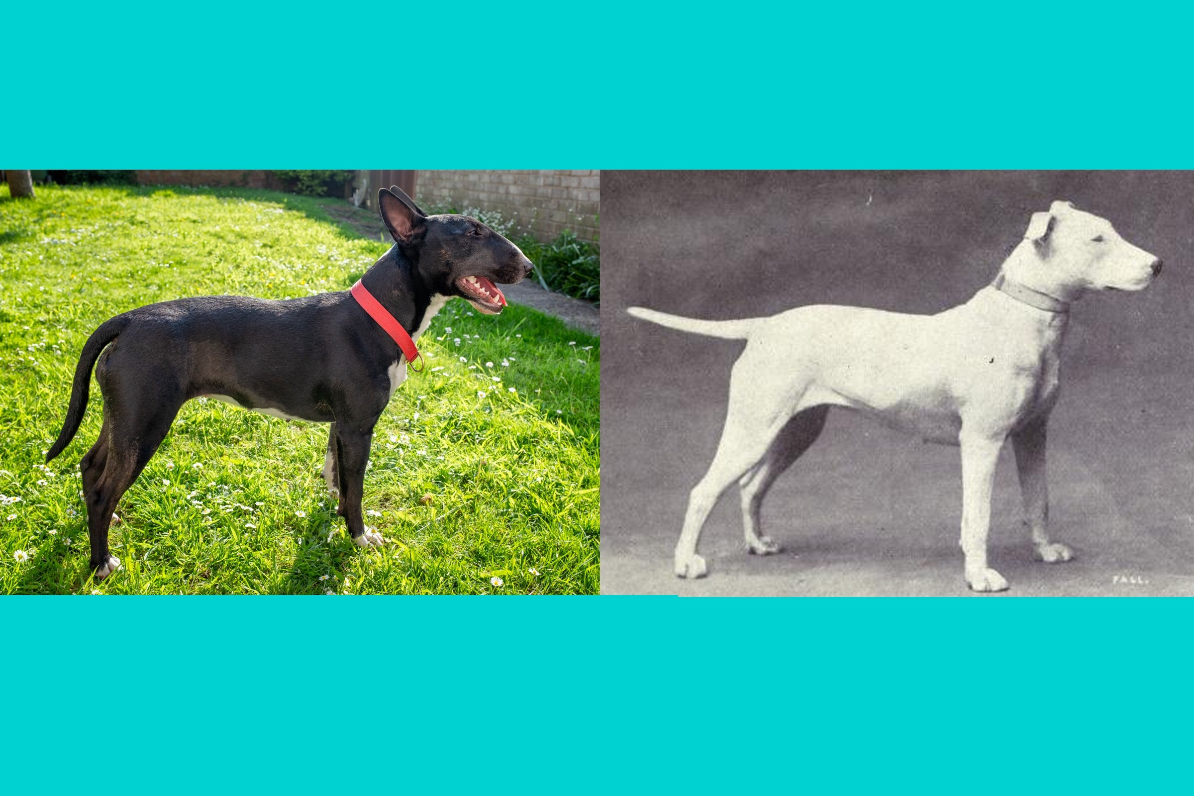 bullterrier-régen ma