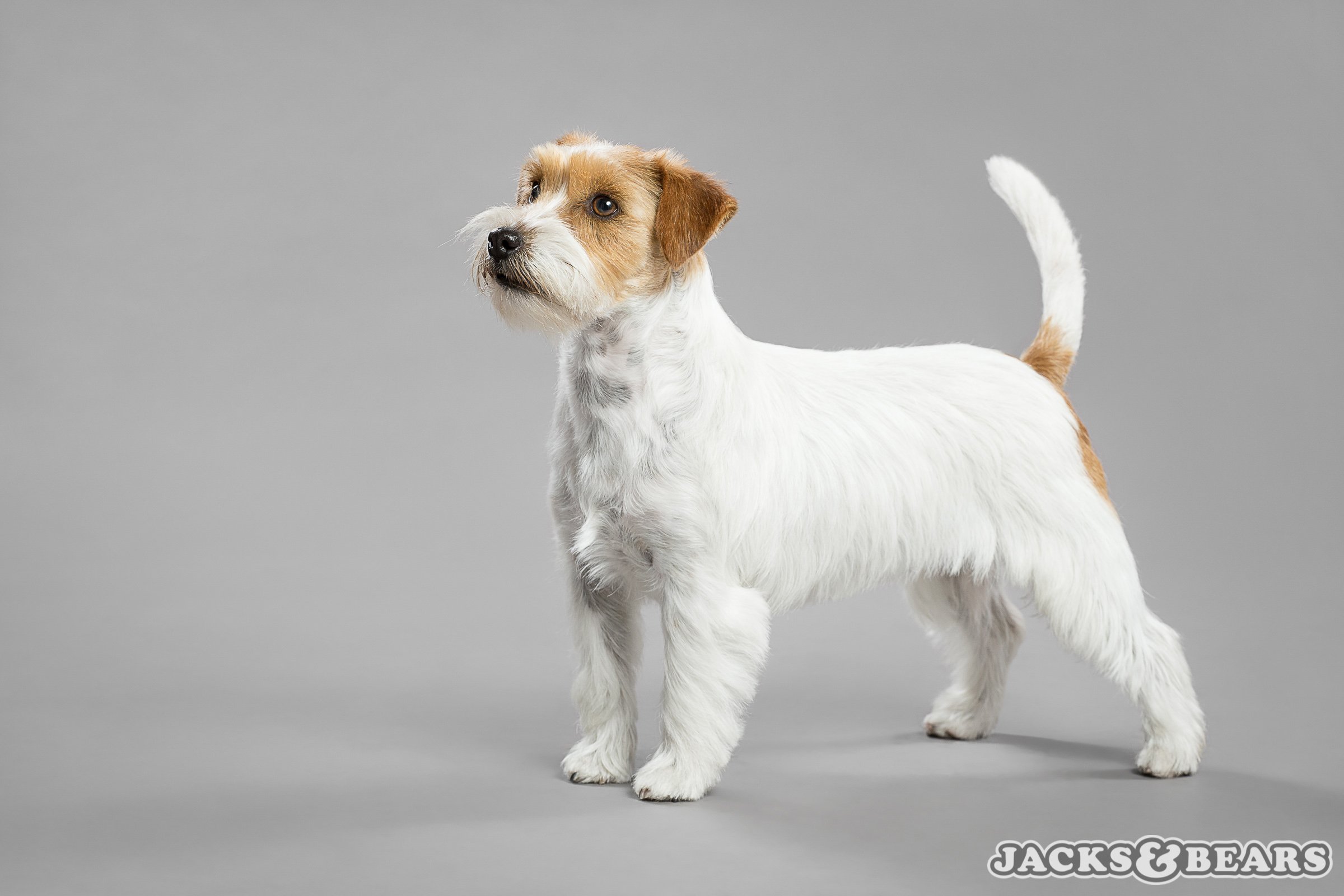 jack russell terrier jacks and bears