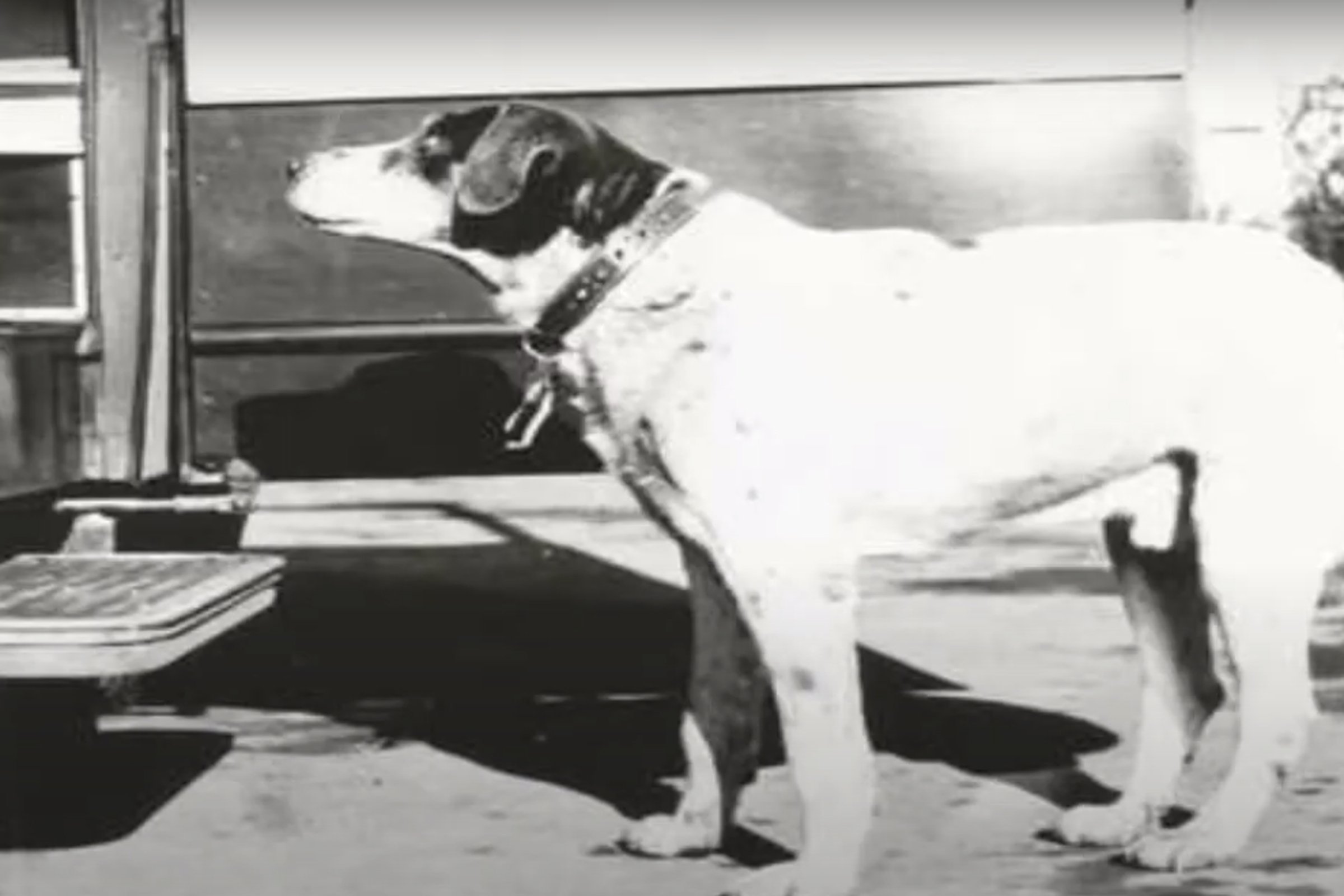 fido 3