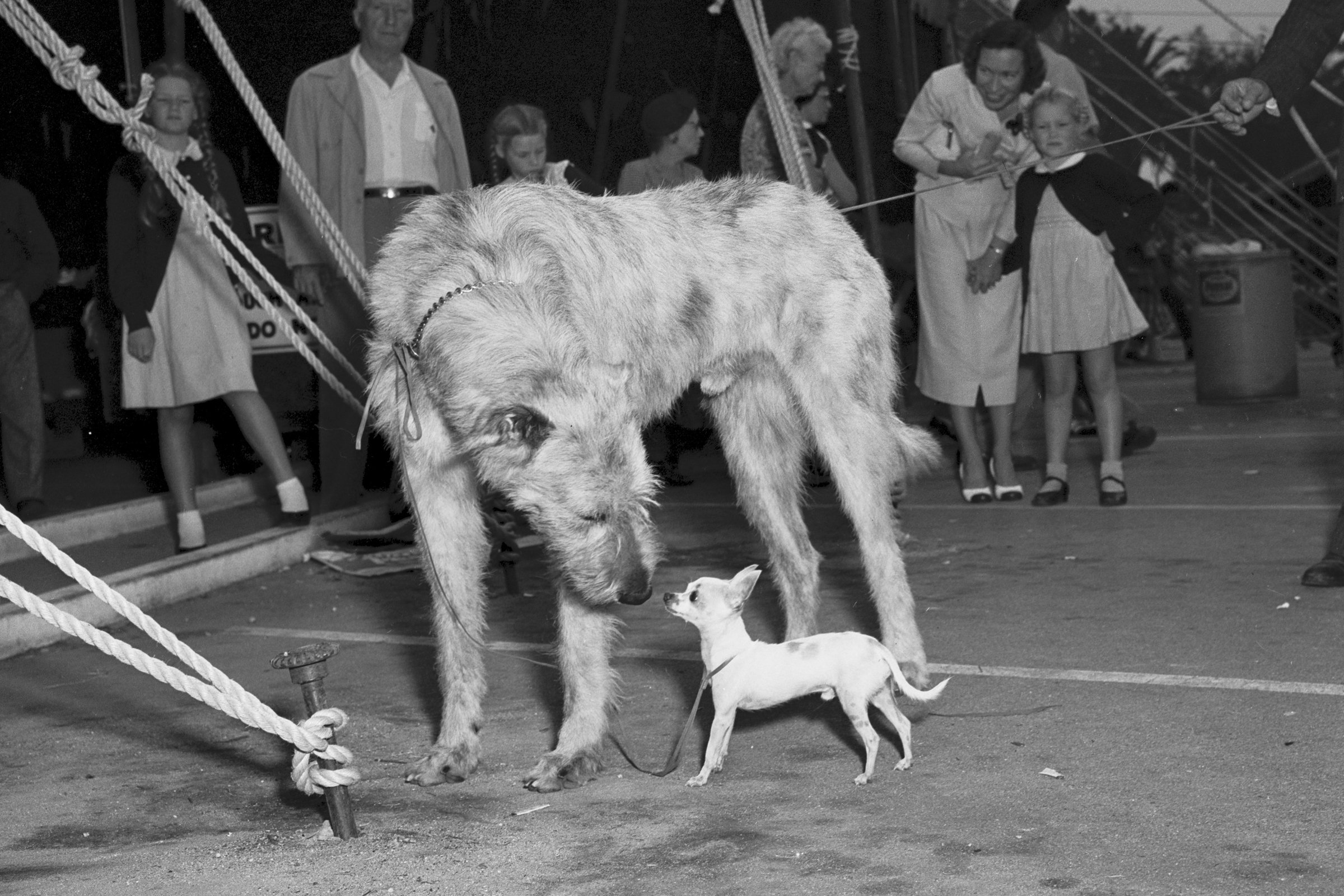 1951 ír farkaskutya