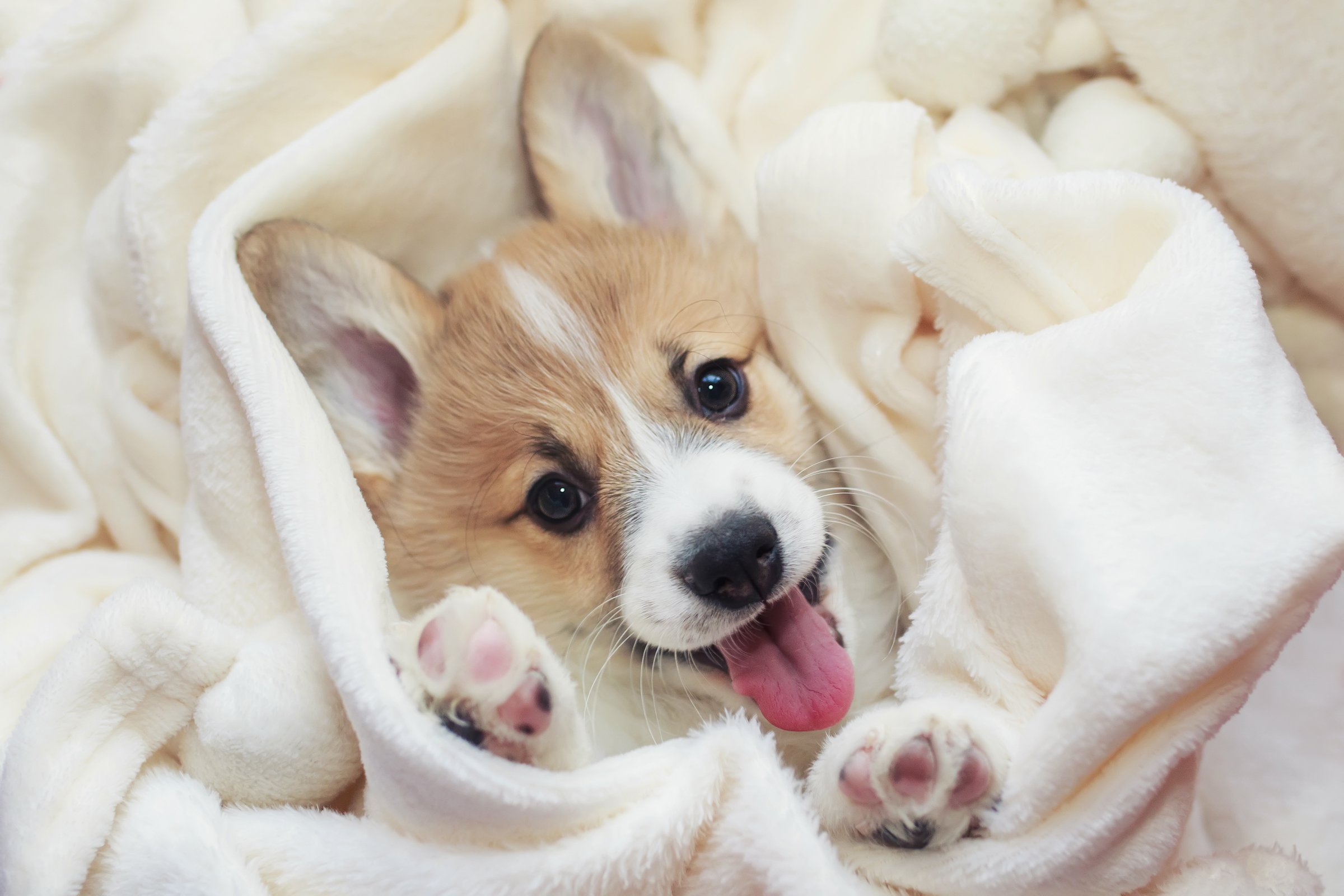 kölyök corgi tappancs fekszik boldog