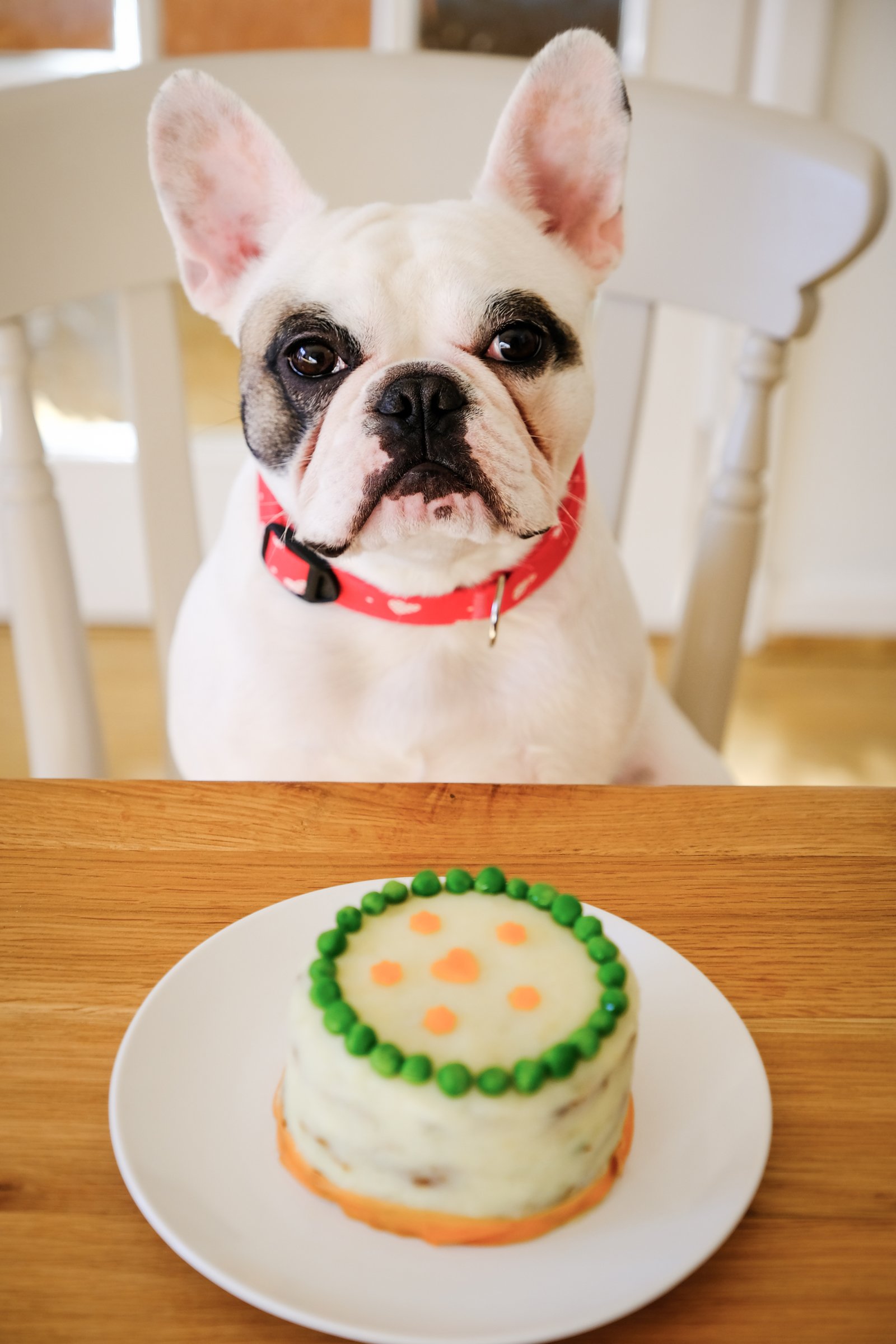 francia bulldog torta borsó hüvelyes eszik