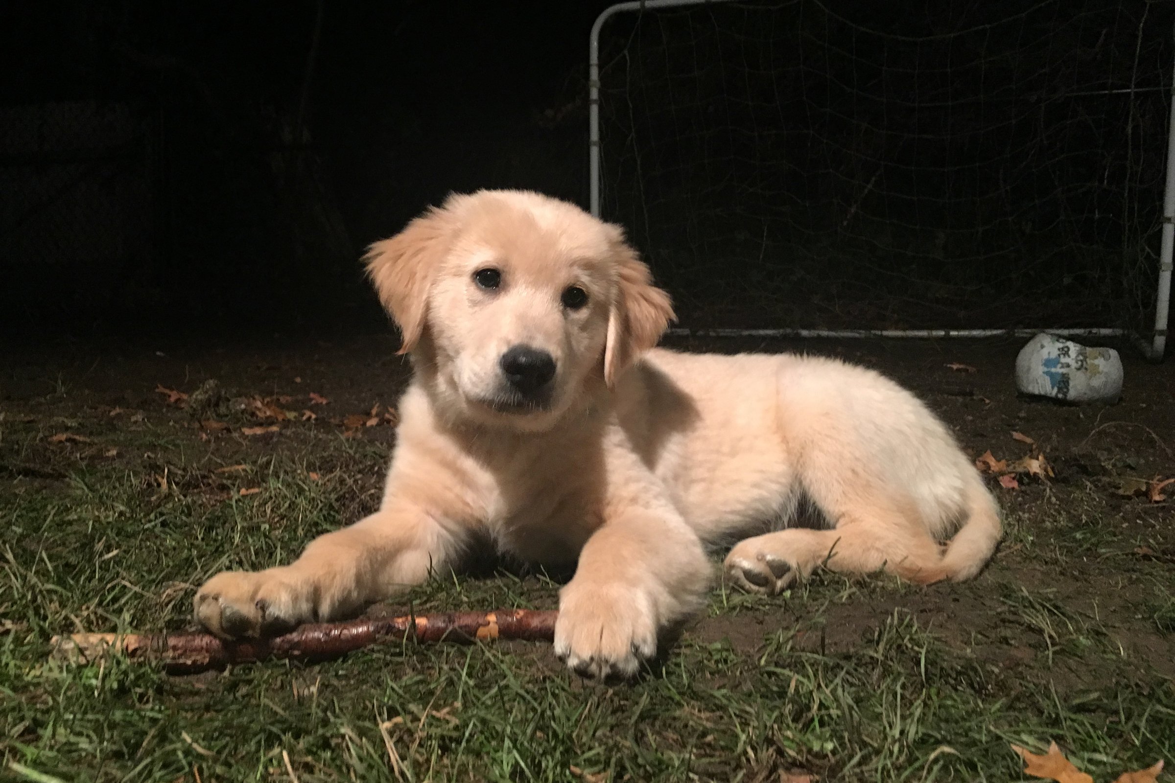 golden retriever kölyök este 2