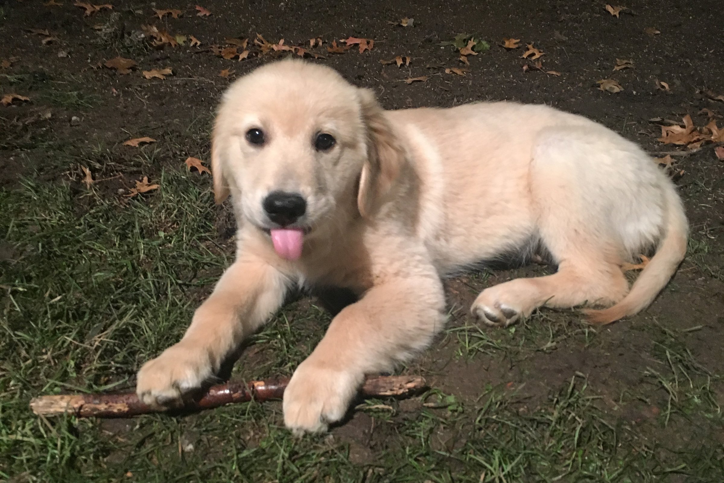 golden retriever kölyök este