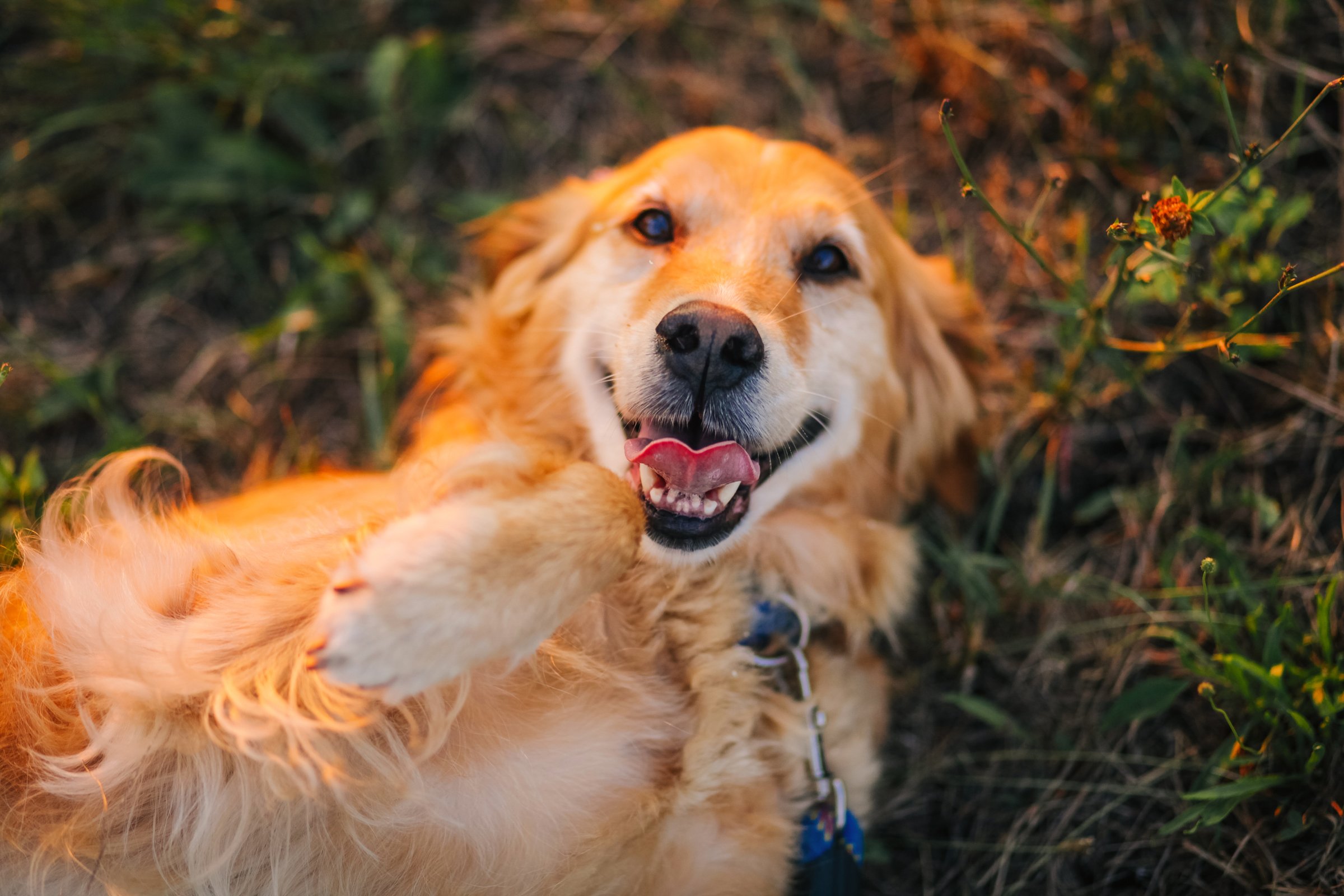 Golden retriever fekszik a hátán