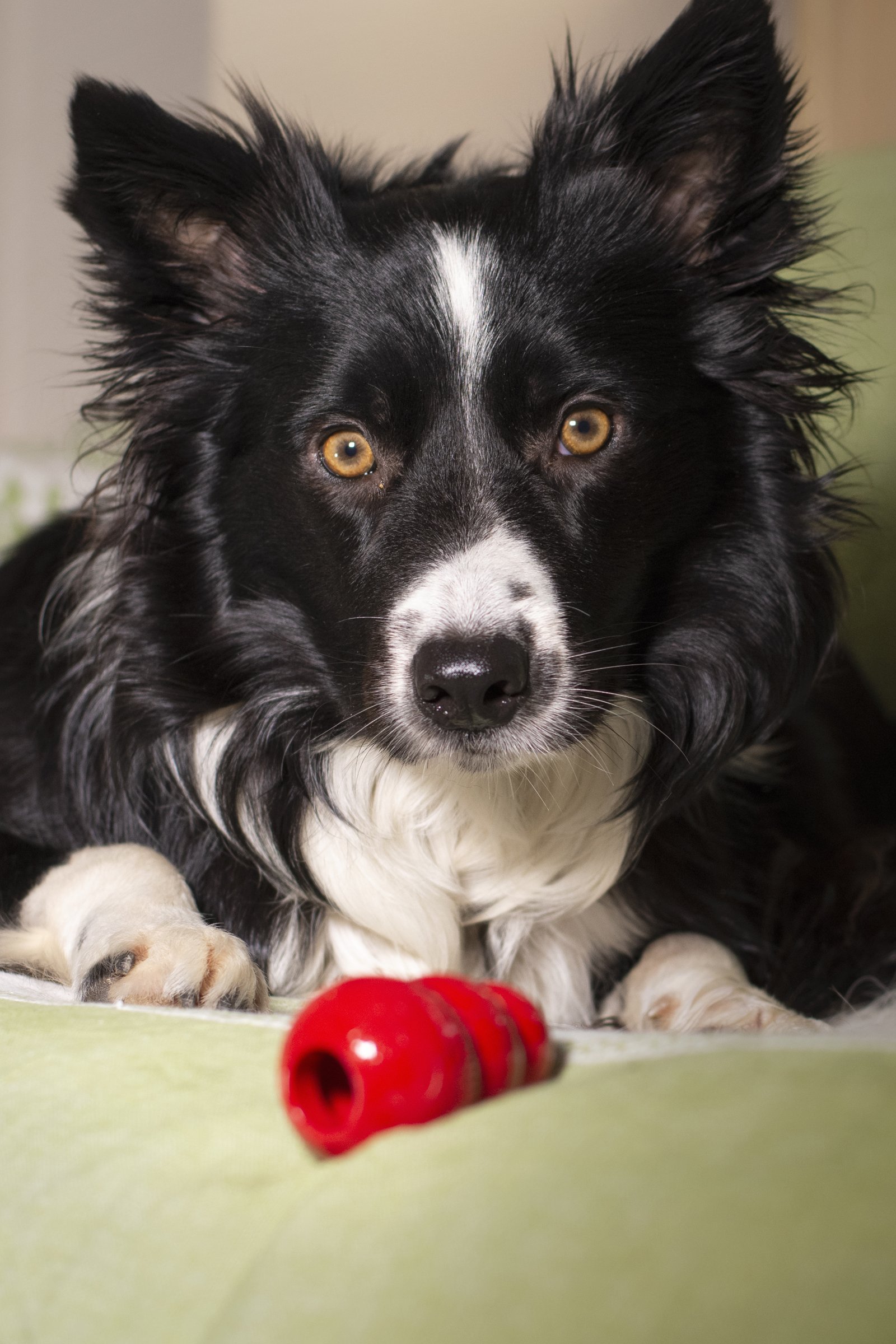 border collie kong játék