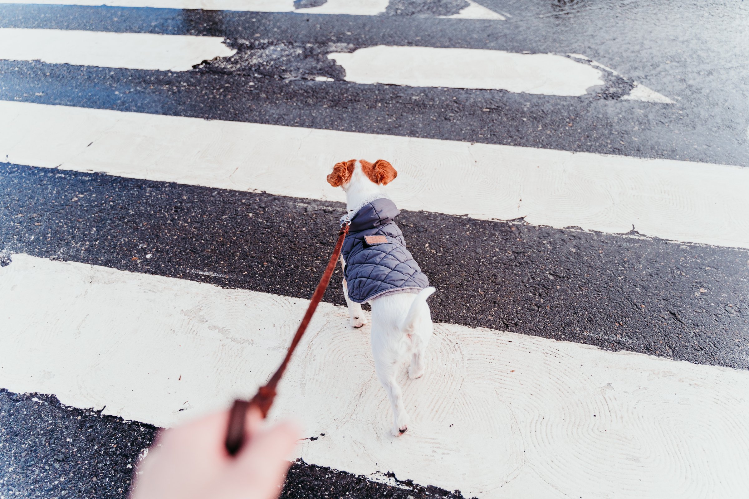 jack russell tél város