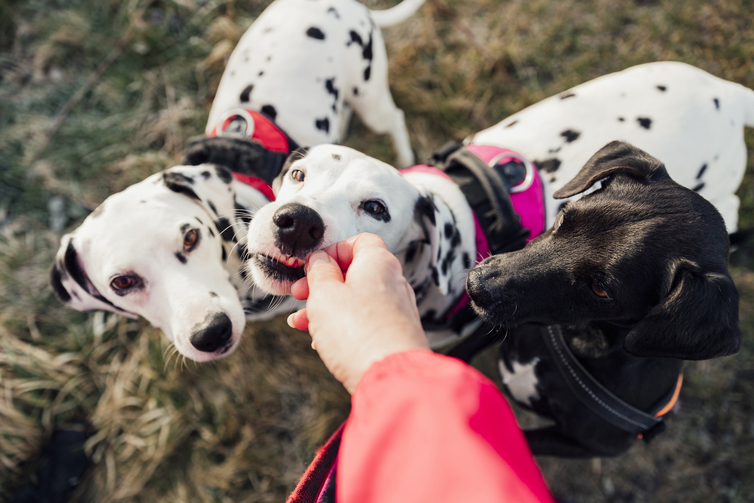 jutalomfalat ősz tél dalmata gazdi