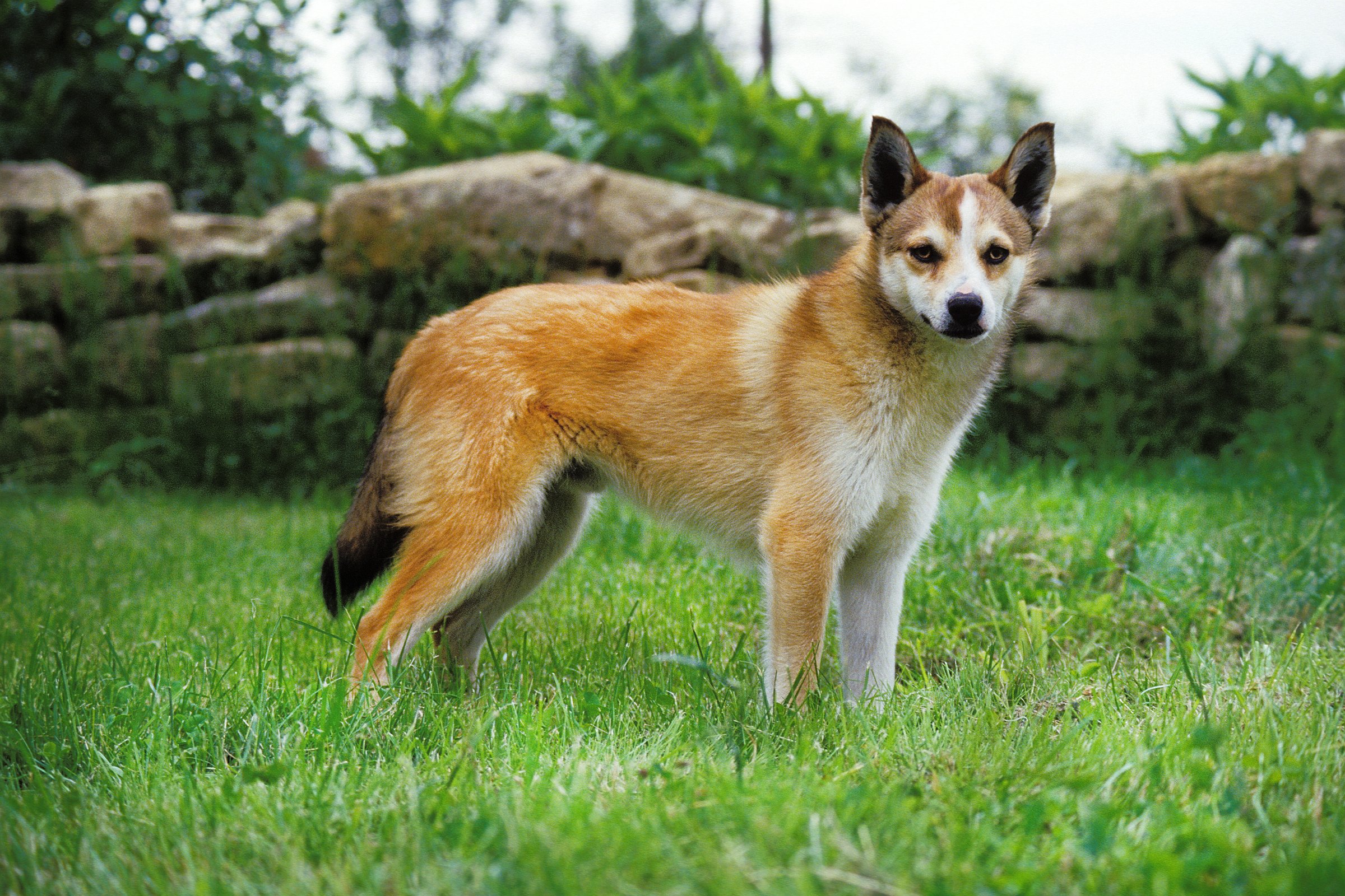 norvég lundehund