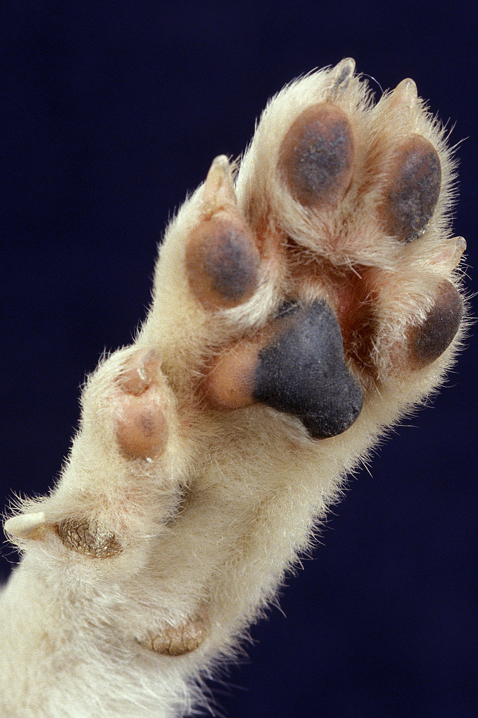 lundehund mancs