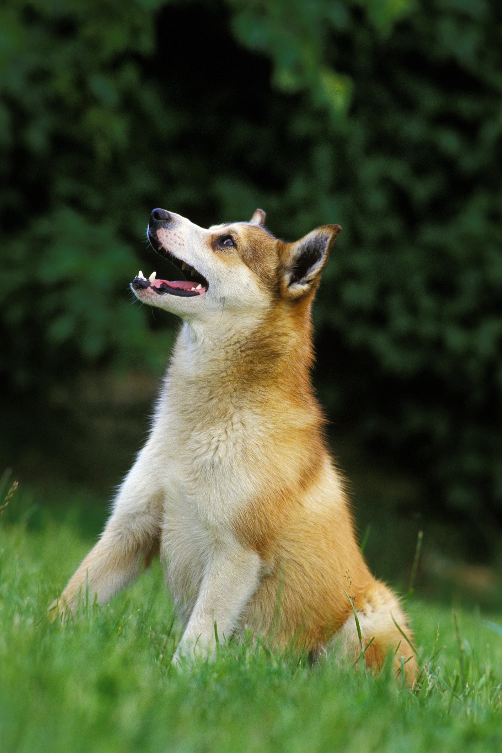 Lundehund ül