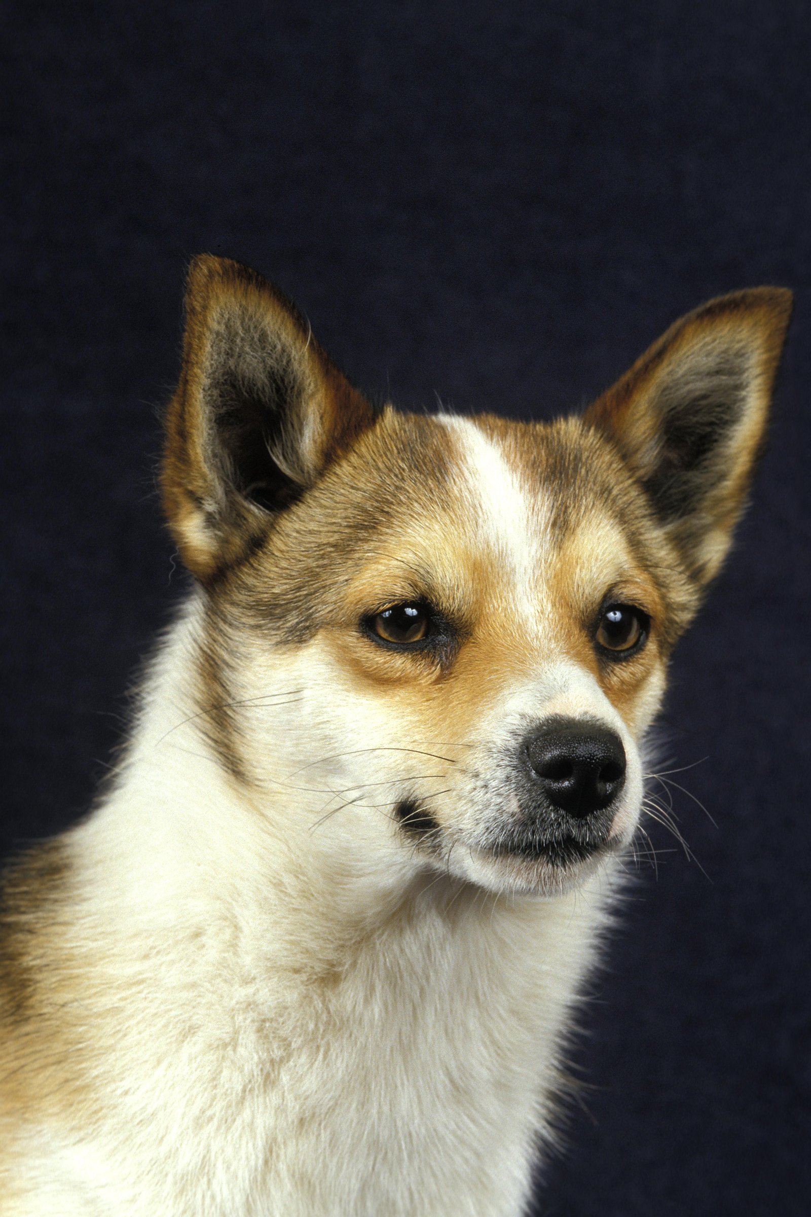 Lundehund portré
