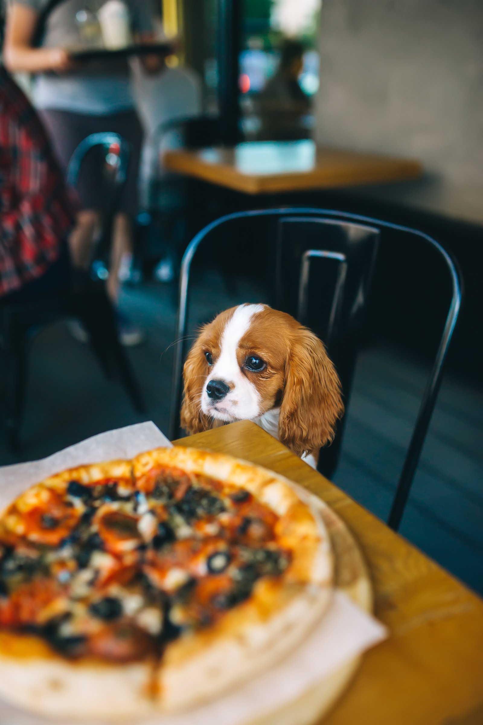 kutya pizza étterem eszik