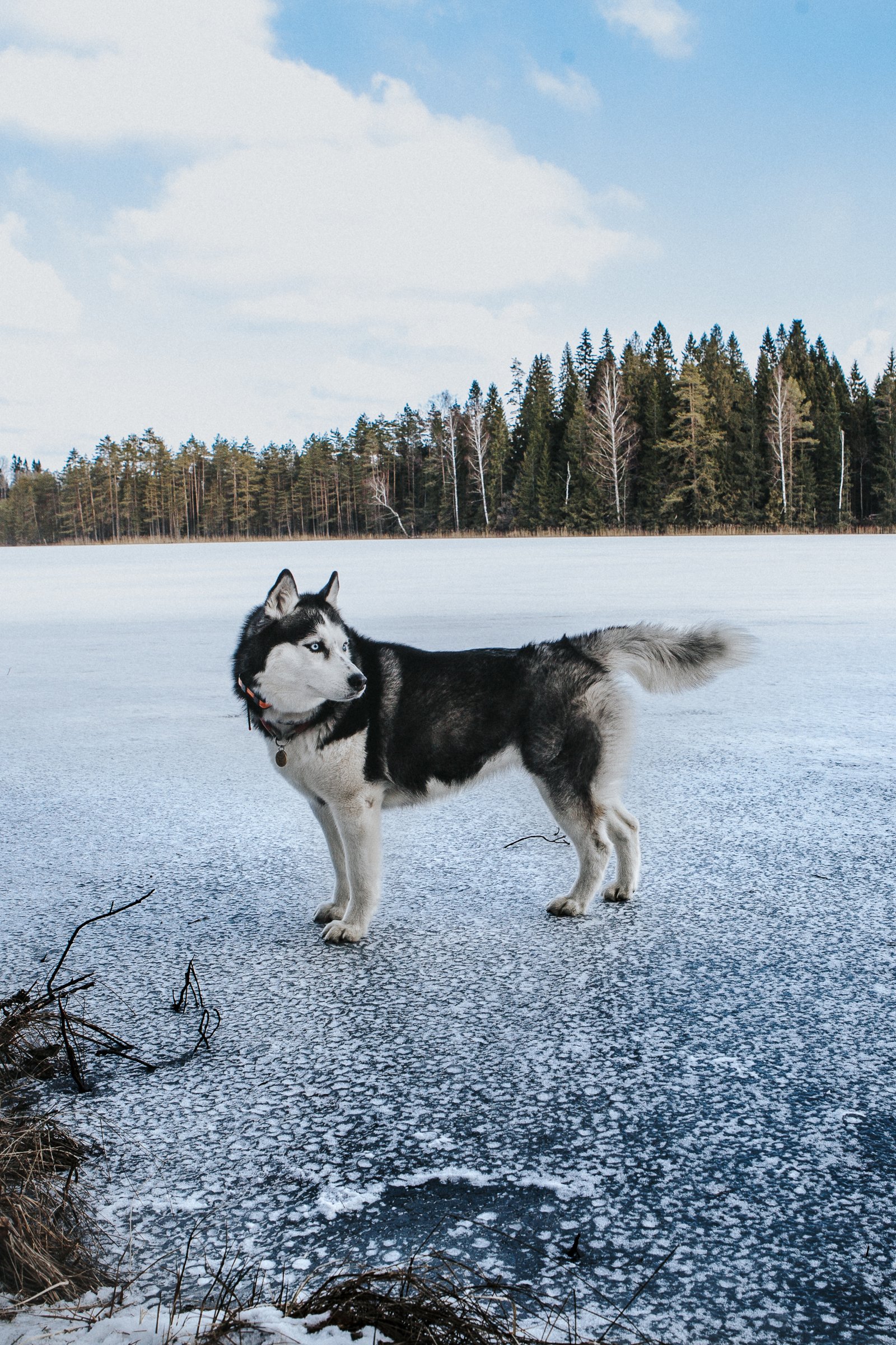husky befagyott tavon