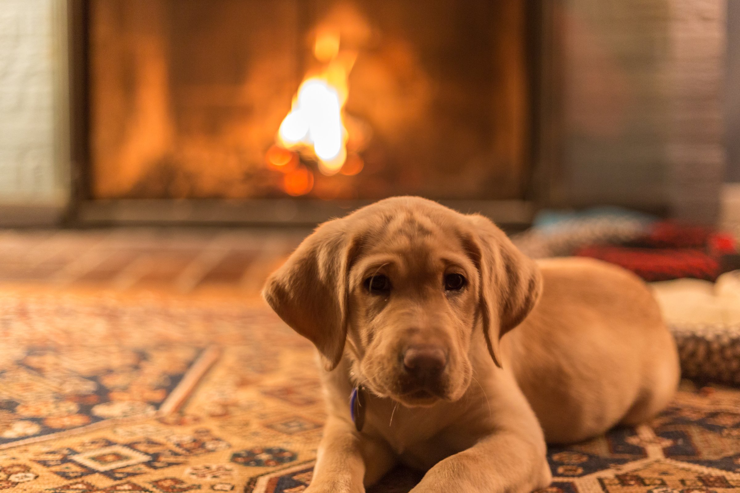 labrador kölyök kandalló