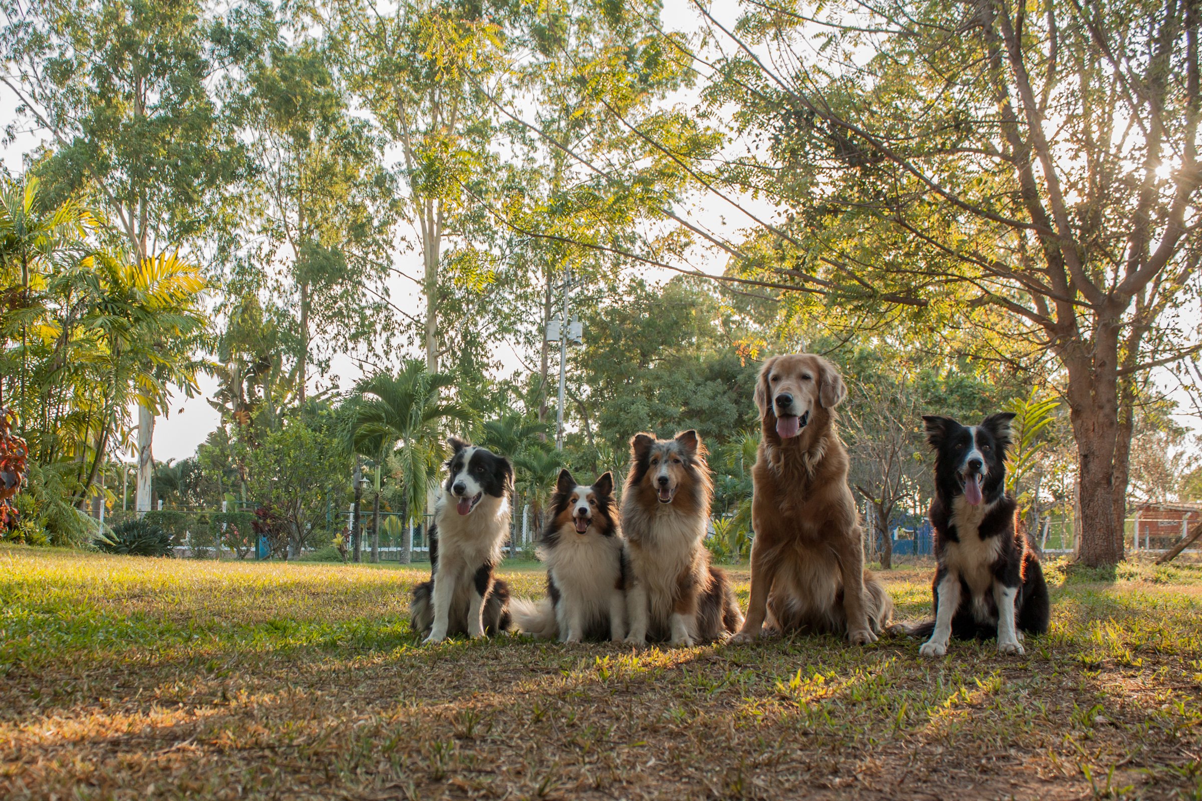 Mesmerizing shot of adorable dogs border collie and golden retriever on the green grass