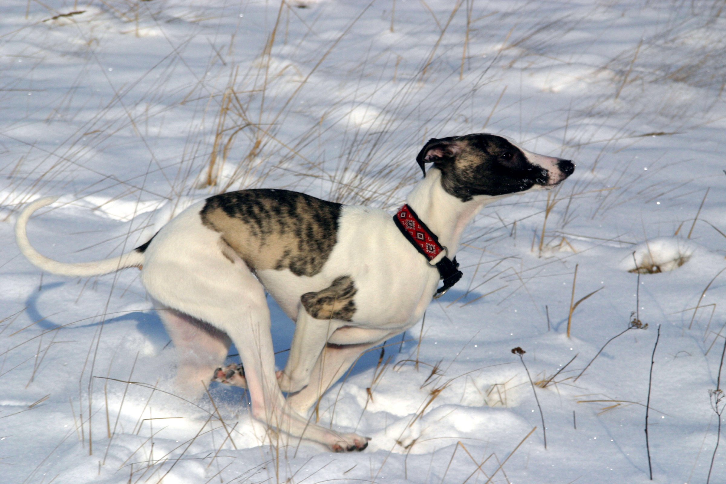 whippet hó tél fut