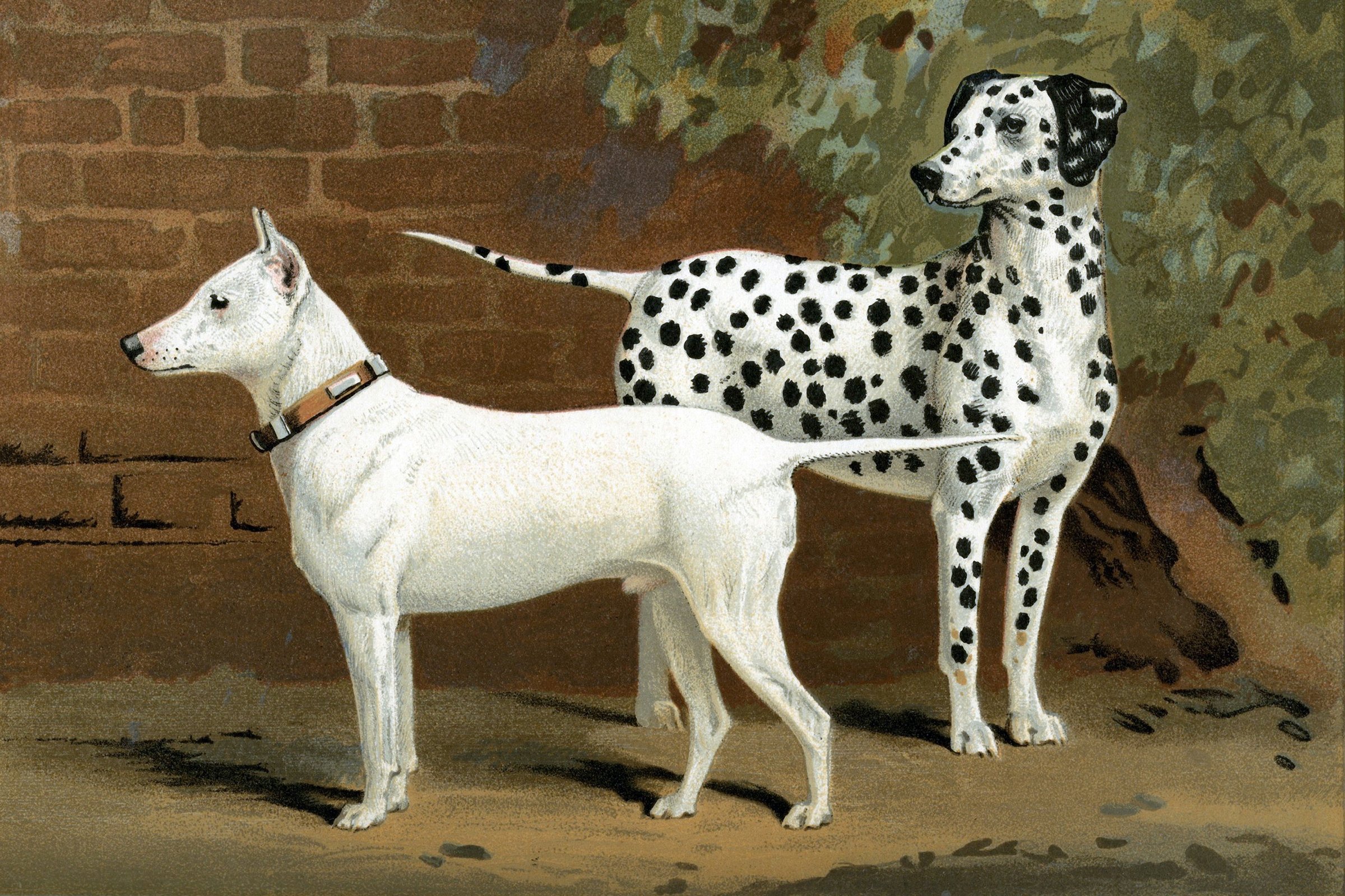 bullterrier dalmata festmény