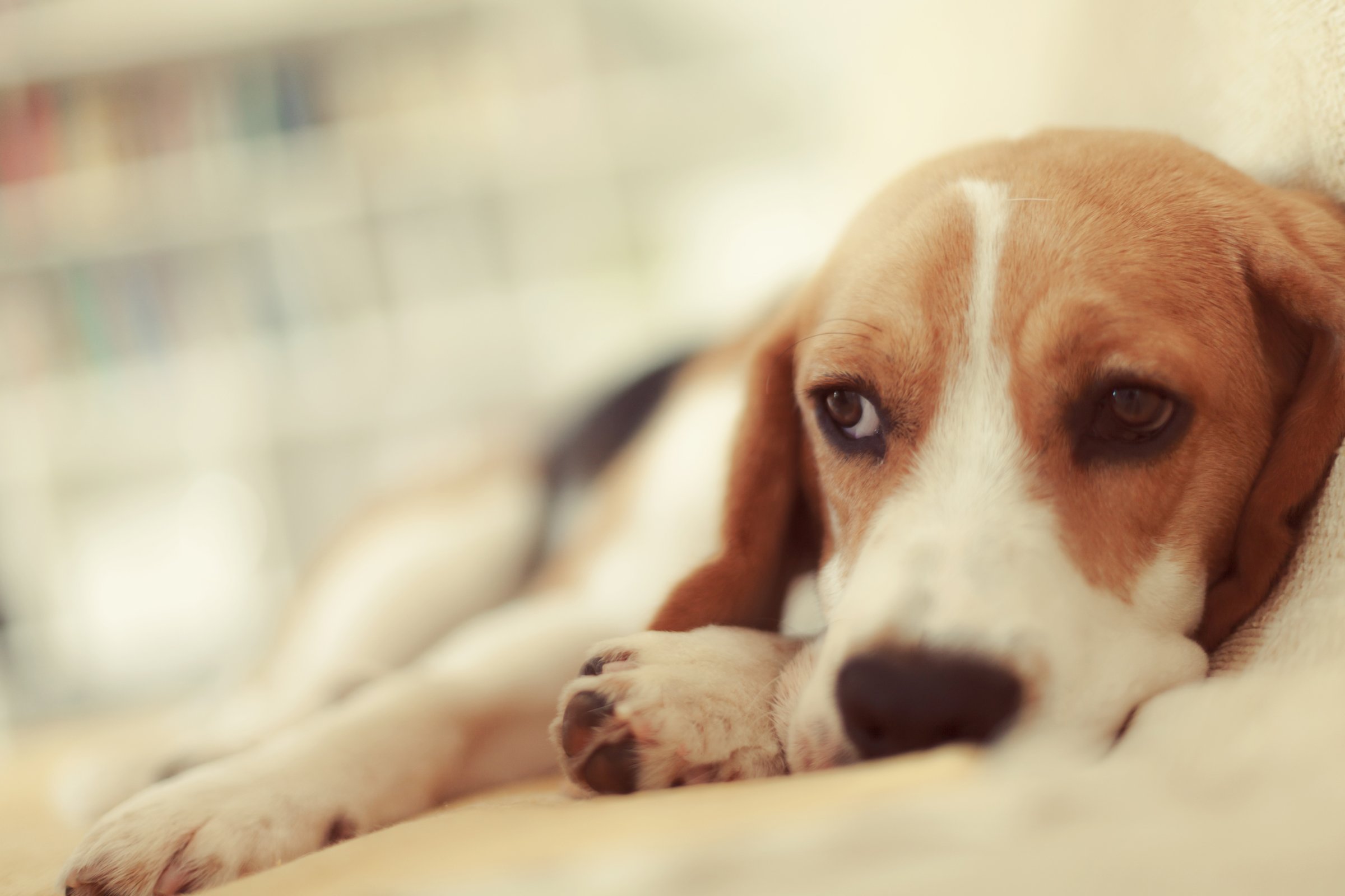 depresszió szomorú kutya fekszik beteg beagle