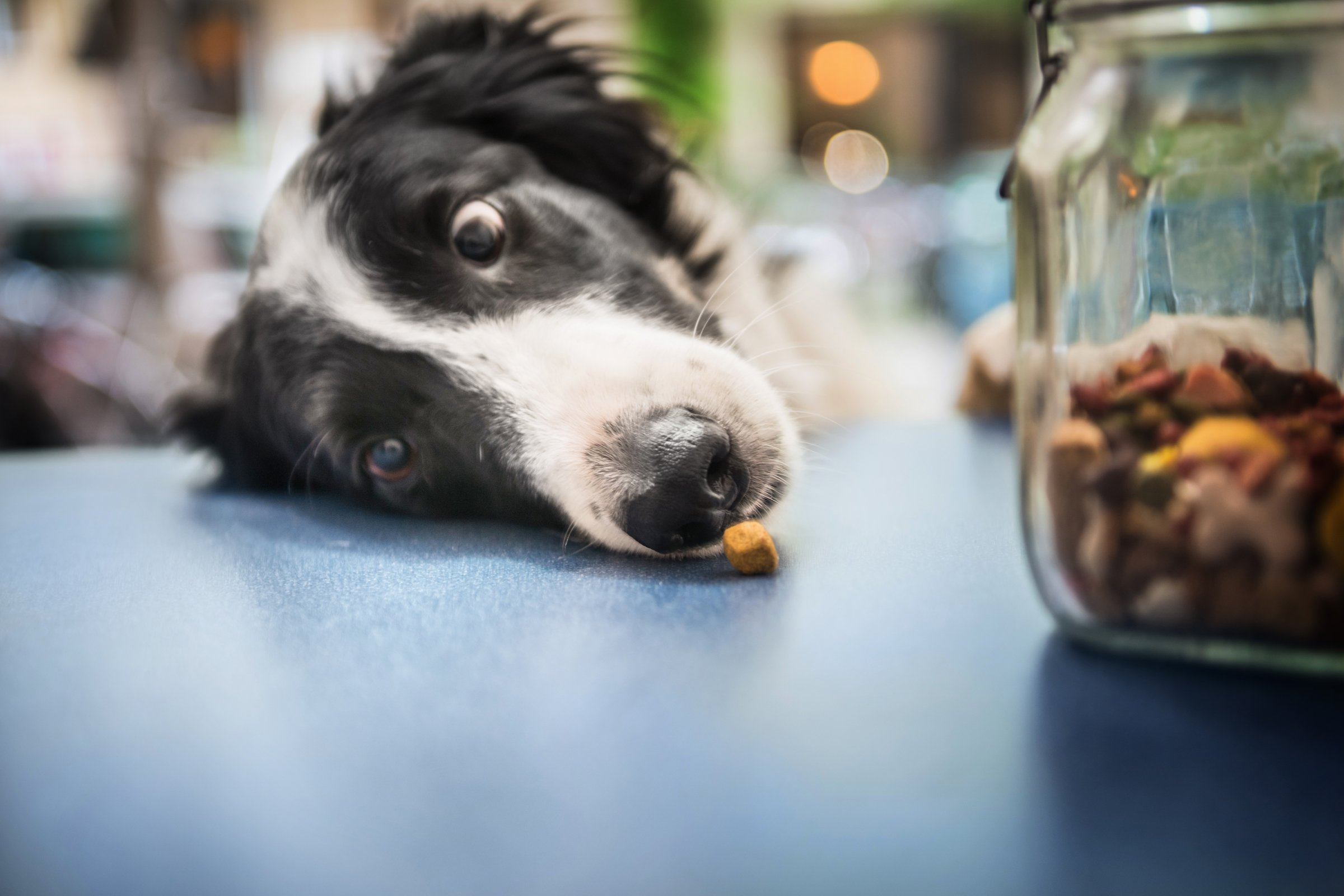 border collie ellopja a jutalomfalatot